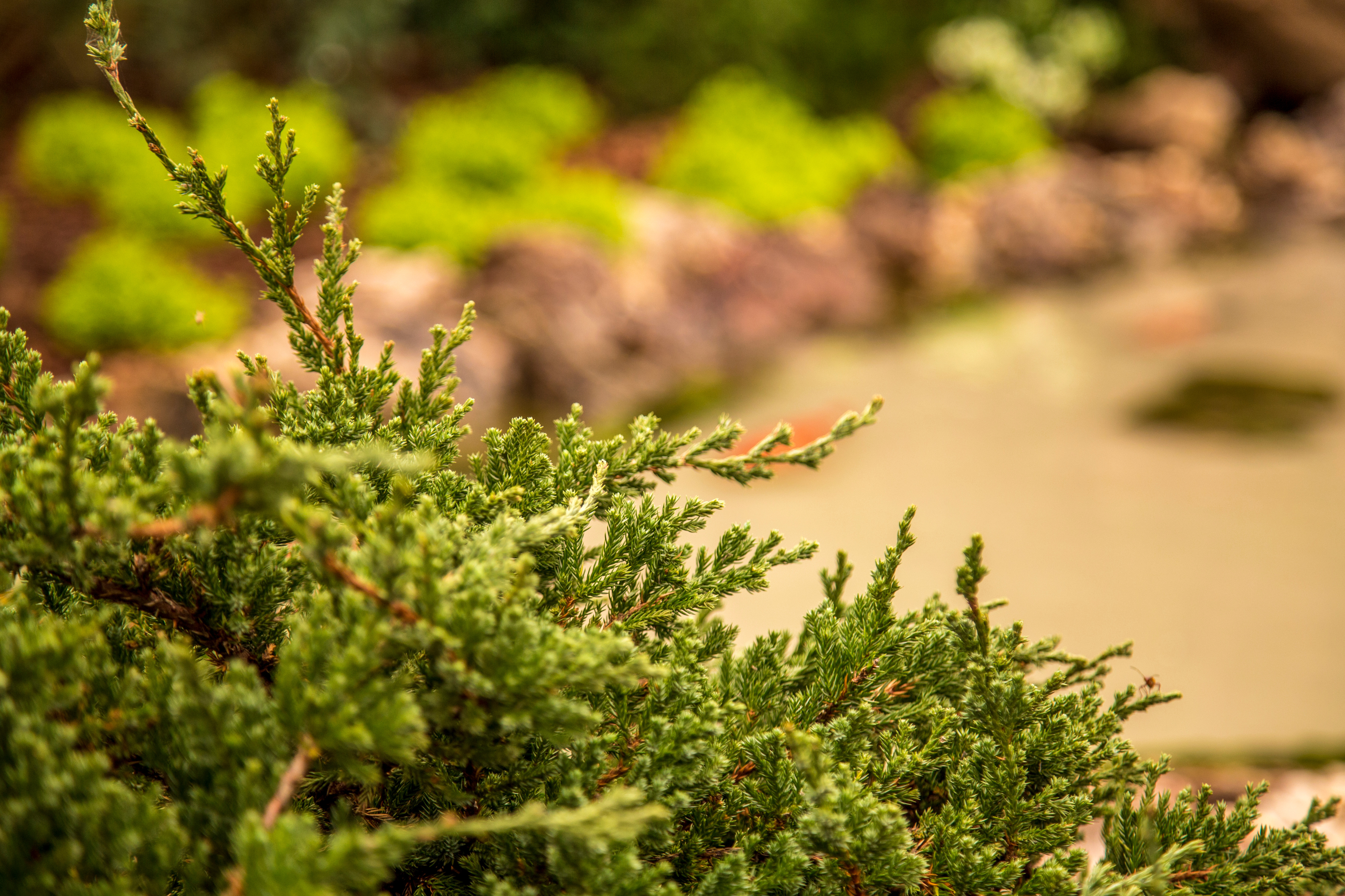 Tuia - cum alegi, plantezi și îngrijești corect această plantă ornamentală. Cum arată și de unde provine