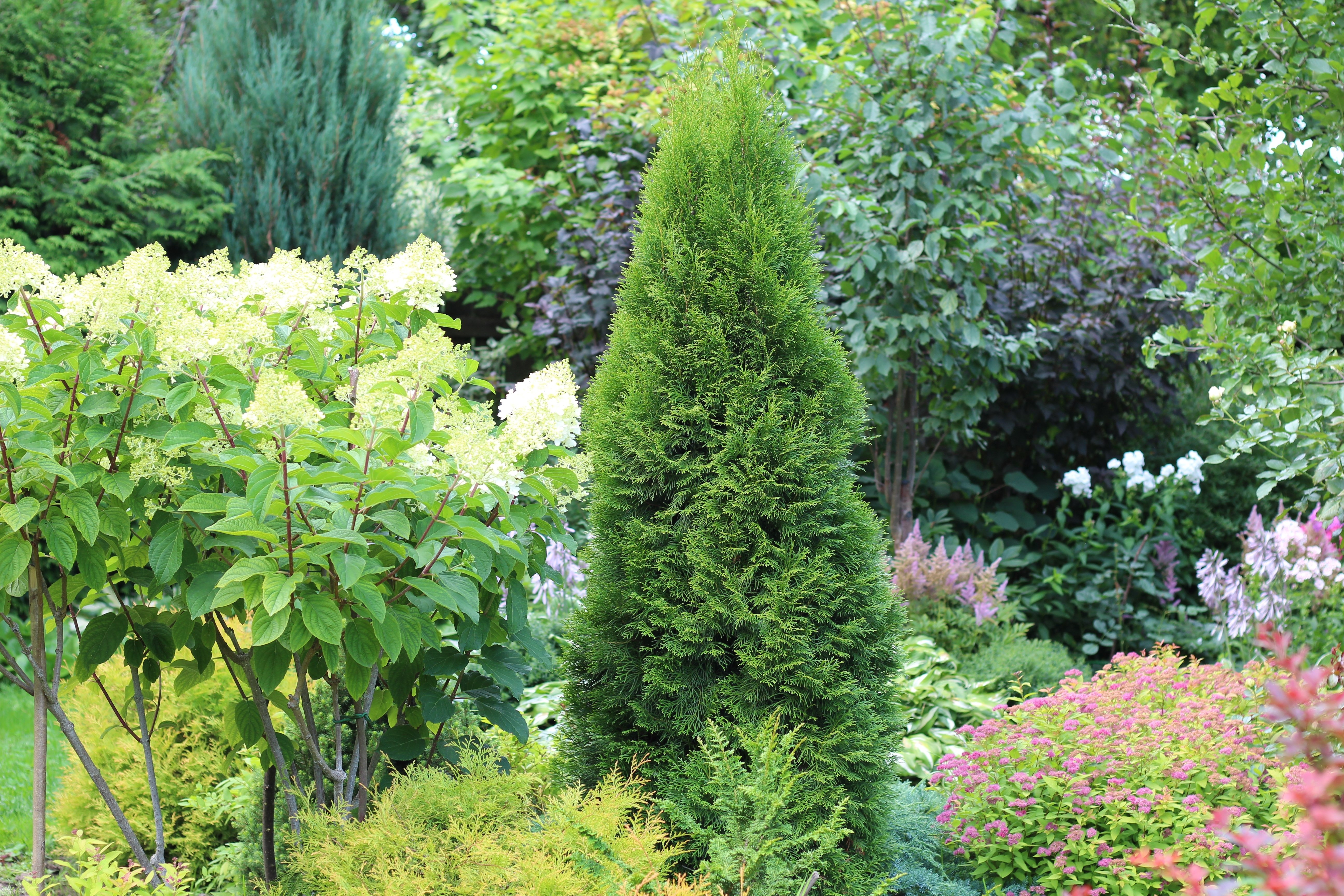 Thuja occidentalis Smaragd