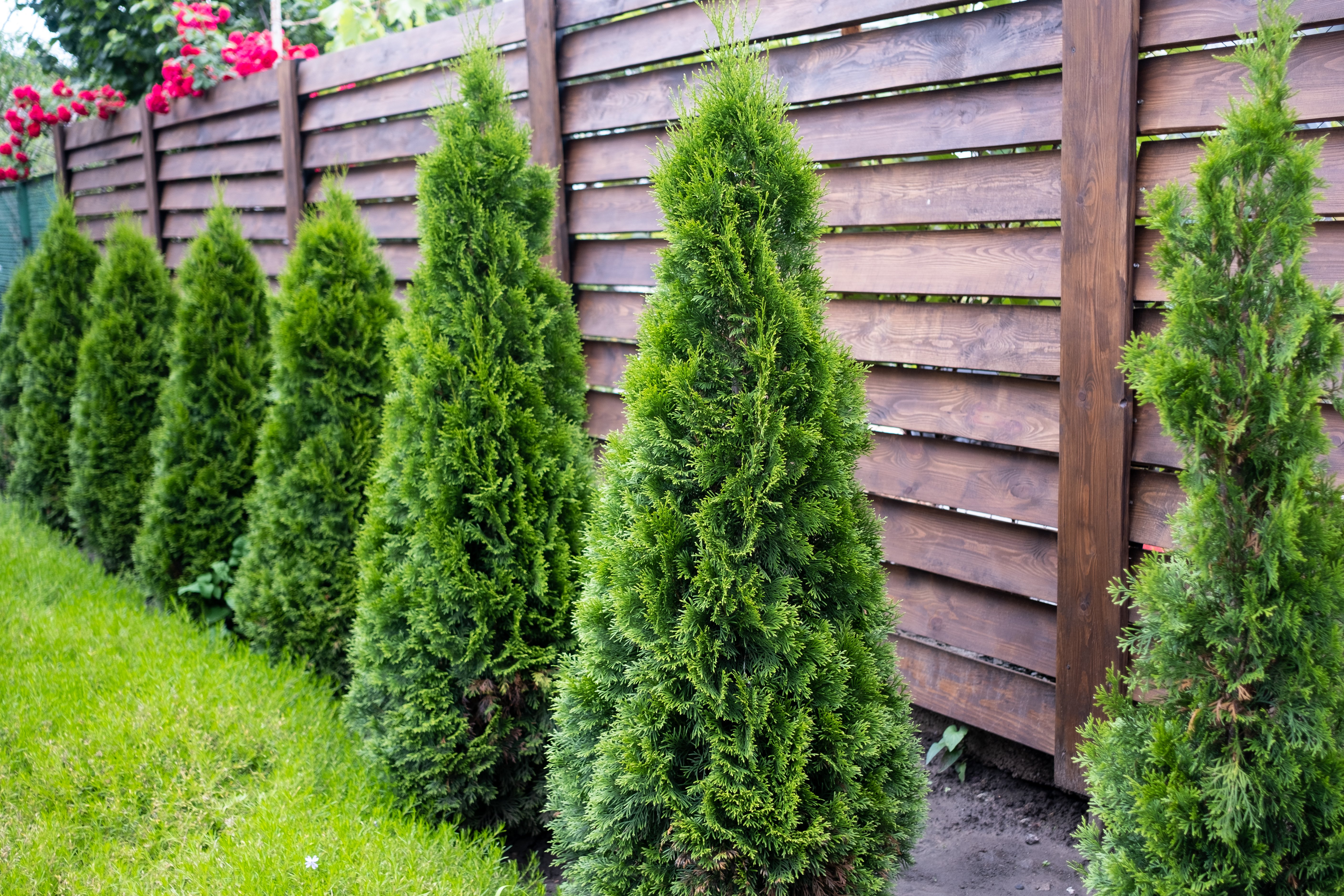 Thuja occidentalis Brabant