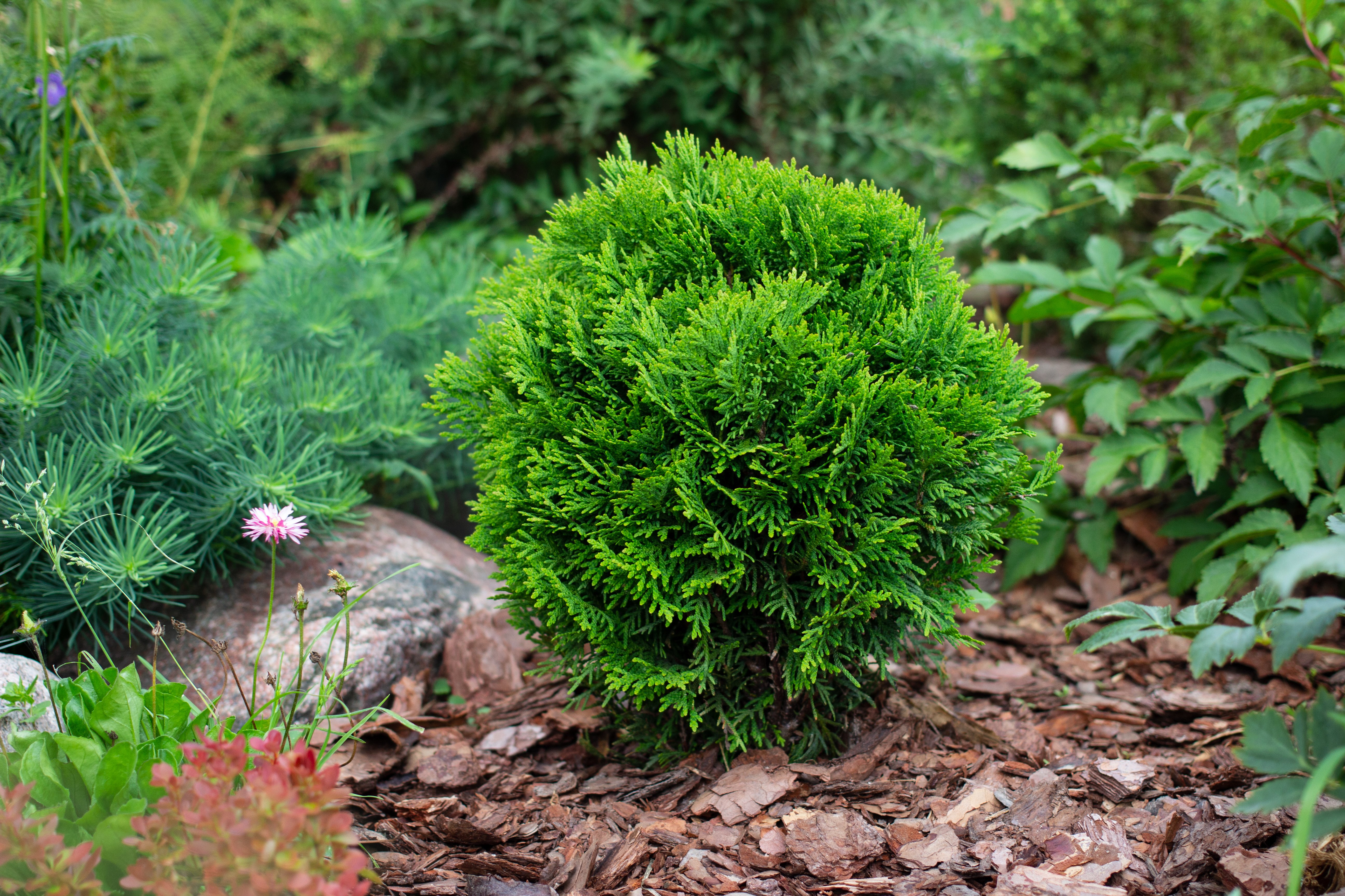 Thuja occidentalis Danica