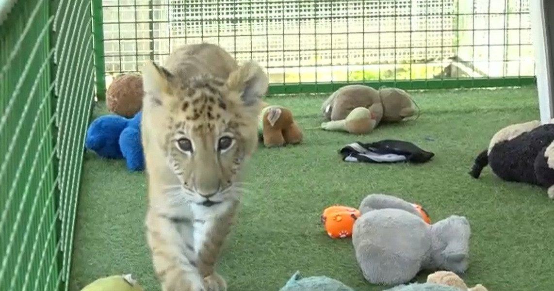 Proprietarul grădinii zoologice private din Suceava, unde doi copii au fost răniți de animale, s-a ales cu dosar penal