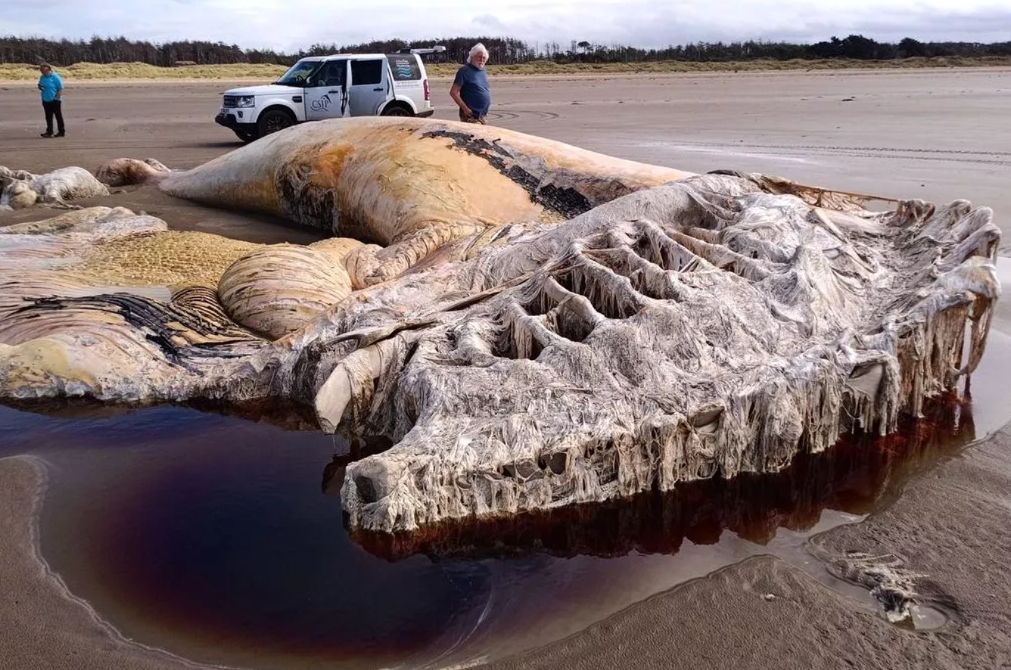 Misterul ”monstrului marin” de 21 de metri eșuat pe o plajă din Țara Galilor, în sfârșit elucidat