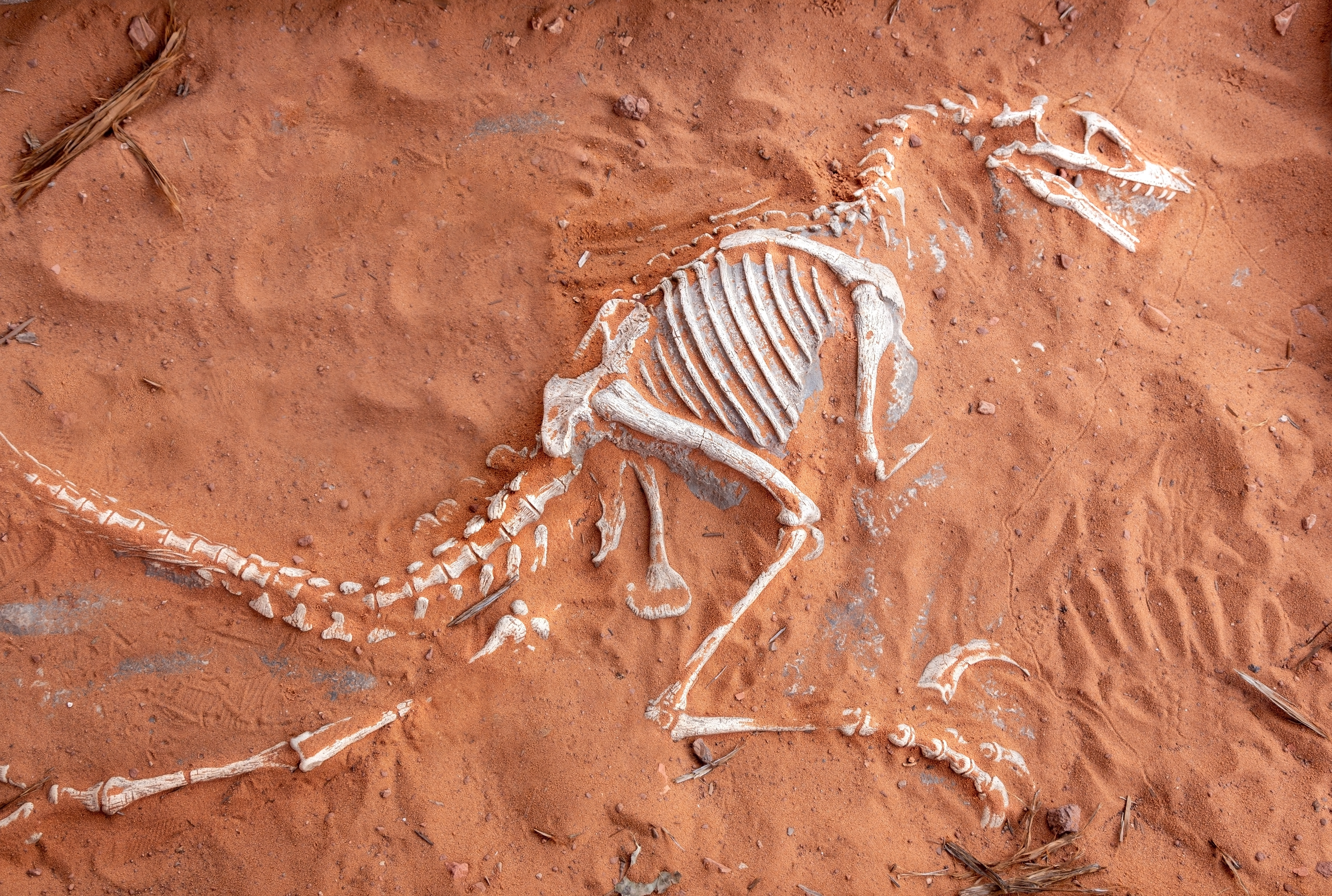 Misterul a doi pterosauri a fost descoperit de cercetători. Ce s-a întâmplat, mai exact, în urmă cu 150 de milioane de ani