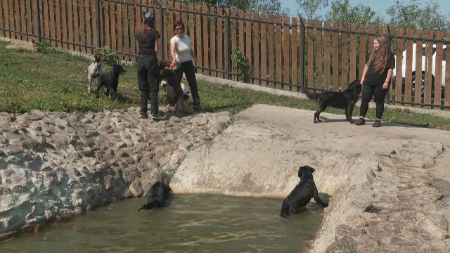 Ocupația de îngrijitor de câini devine oficial o meserie în România. Cei interesați vor urma cursuri acreditate