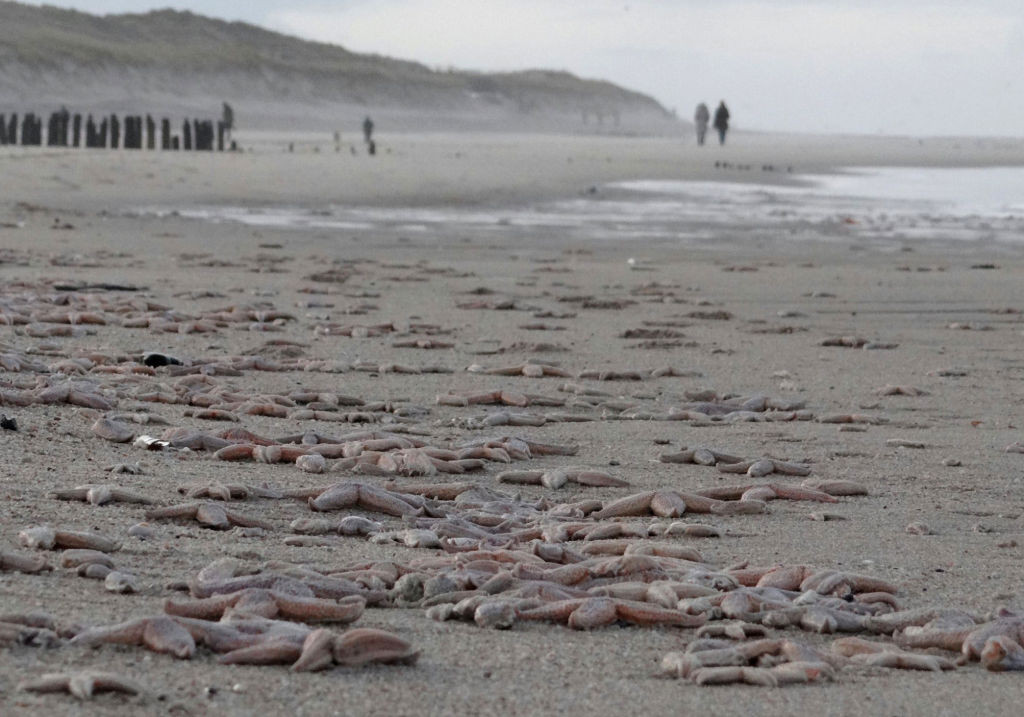 Mii de stele de mare, moarte pe o plajă din Scoția. „Nu am mai văzut niciodată așa ceva. Ceva le-a ucis”