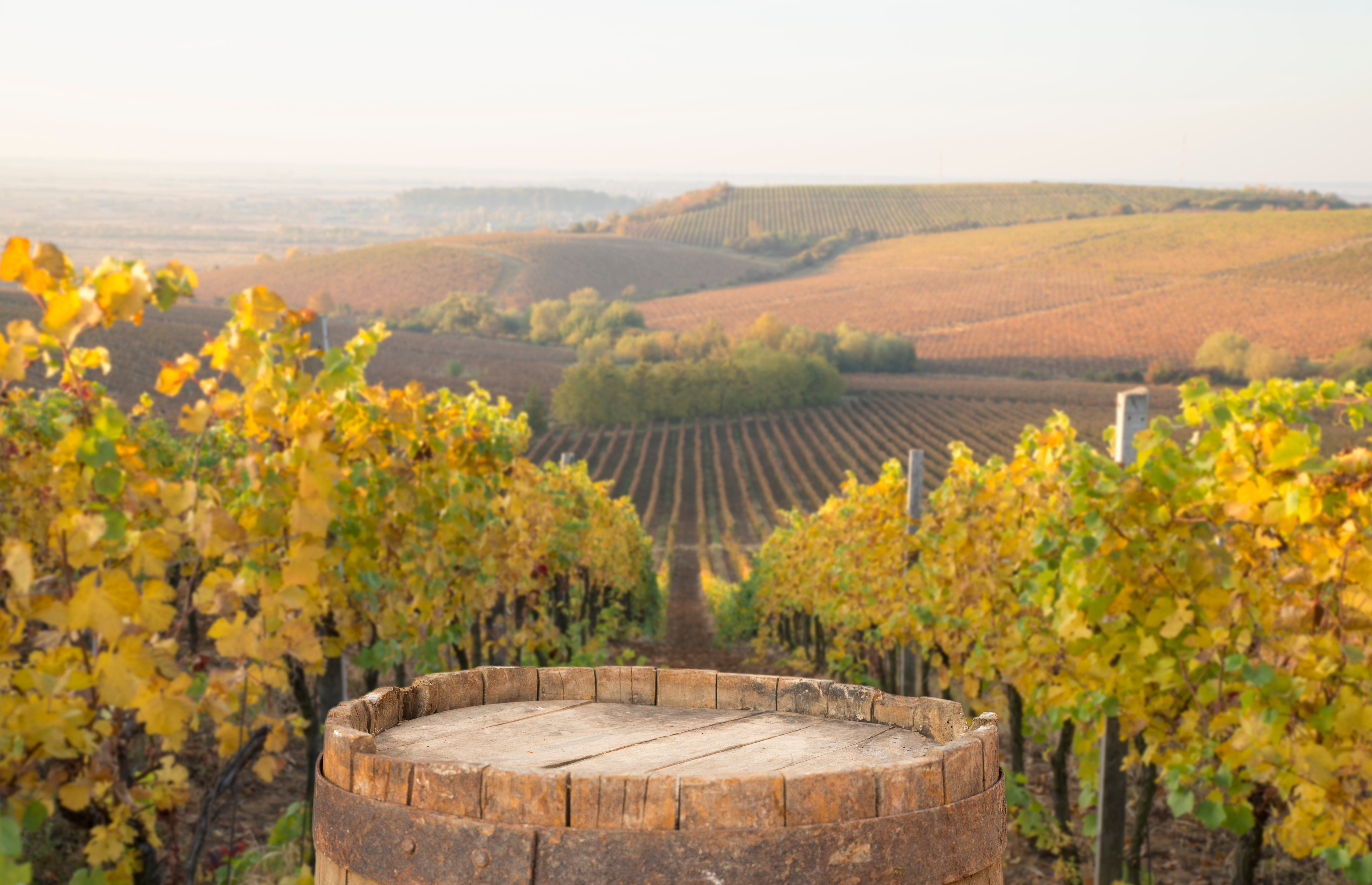 Crame și podgorii din România pe care să le vizitezi toamna aceasta