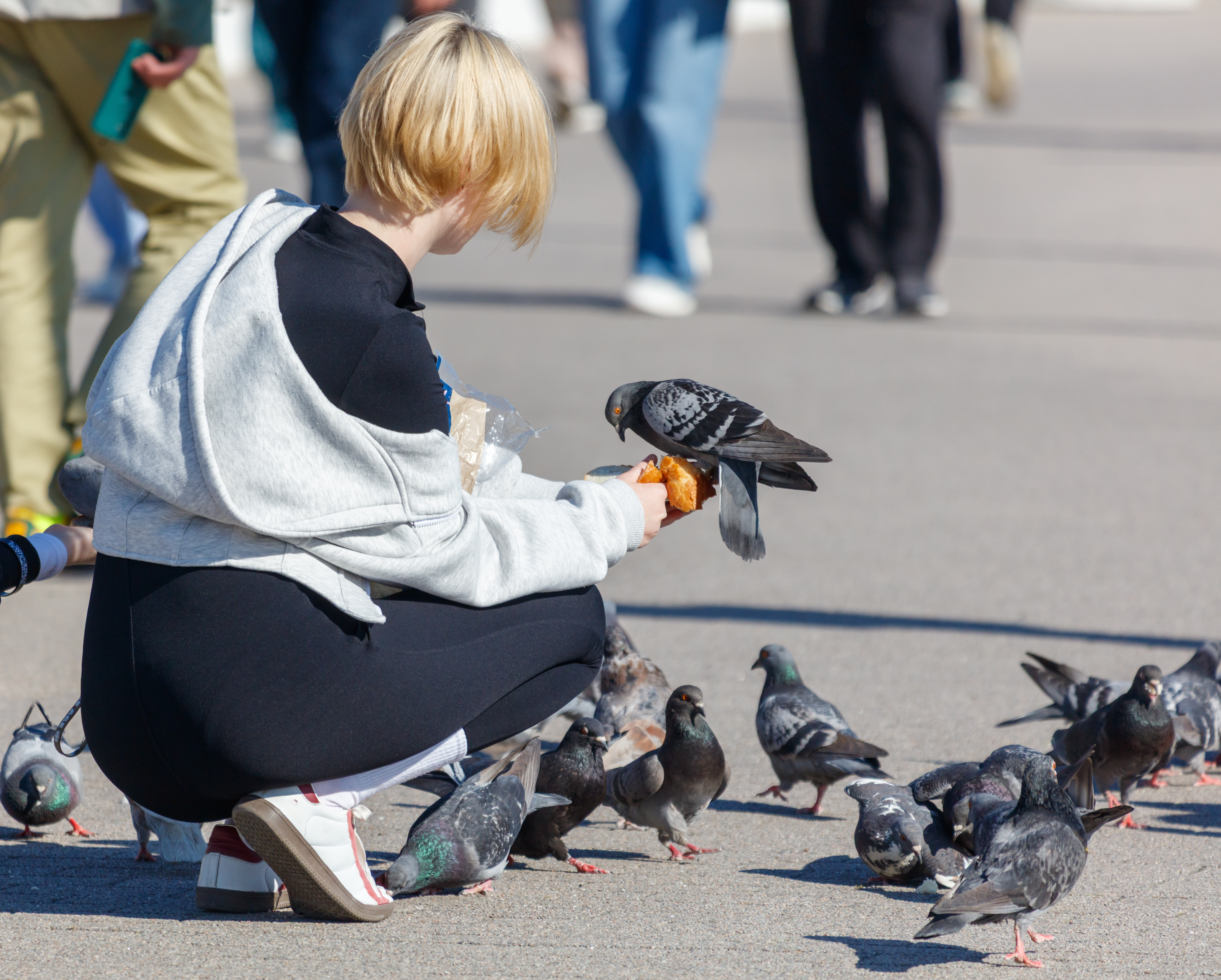 Femeie din Iași cercetată după ce a prins un porumbel și l-a mâncat
