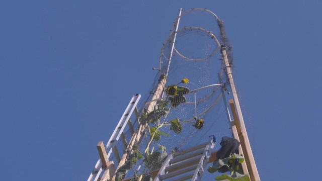 Record mondial. Cum arată cea mai înaltă plantă de floarea-soarelui din lume. Are o înalțime de peste 10 metri