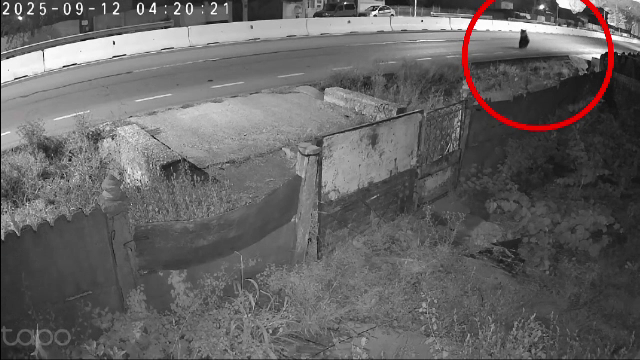 Alertă în Dolj. Un urs a fost surprins la aproximativ 30 de kilometri distanță de Craiova