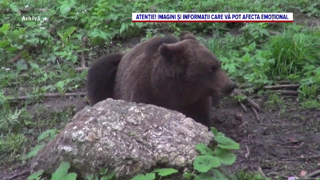 Șocant. Fratele bărbatului atacat de o ursoaică în județul Mureș: ”Nu l-am mai recunoscut la față, e desfigurat”