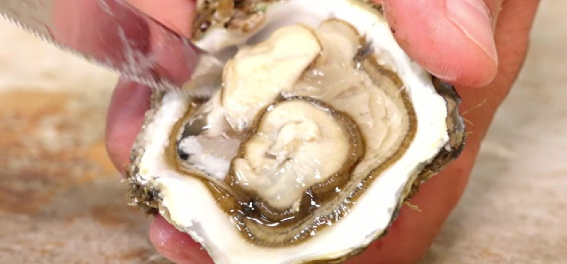 Stridiile pot trăi și în Marea Neagră. Și sunt chiar mai bune decât cele din Mediterană: ”Putem și noi să facem treabă”