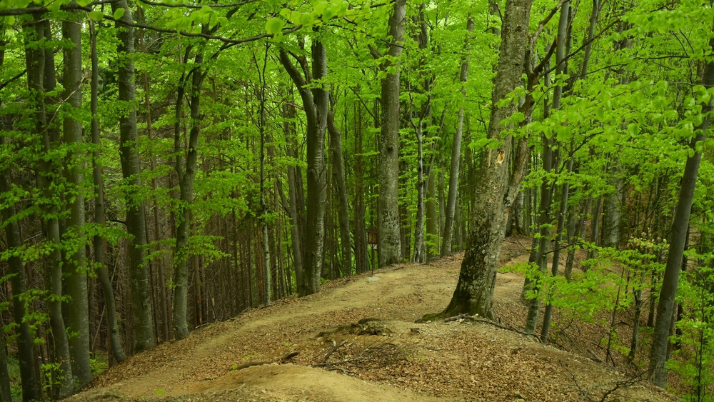 Un bărbat a murit după ce a mers la cules de ciuperci într-o pădure din Neamţ. A alunecat şi a căzut într-un râu