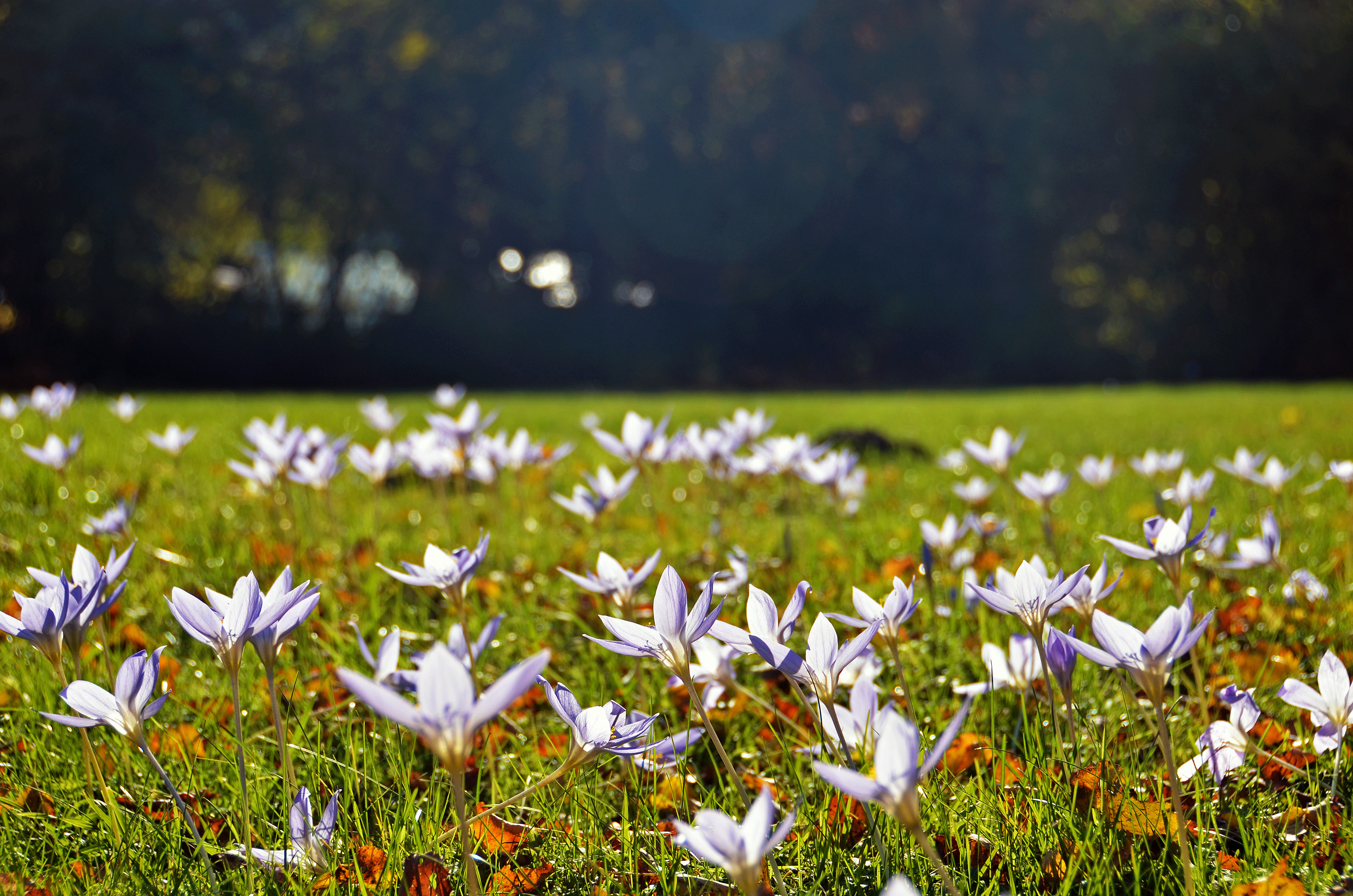 Brândușă de toamnă – ghid complet pentru înflorire și îngrijire