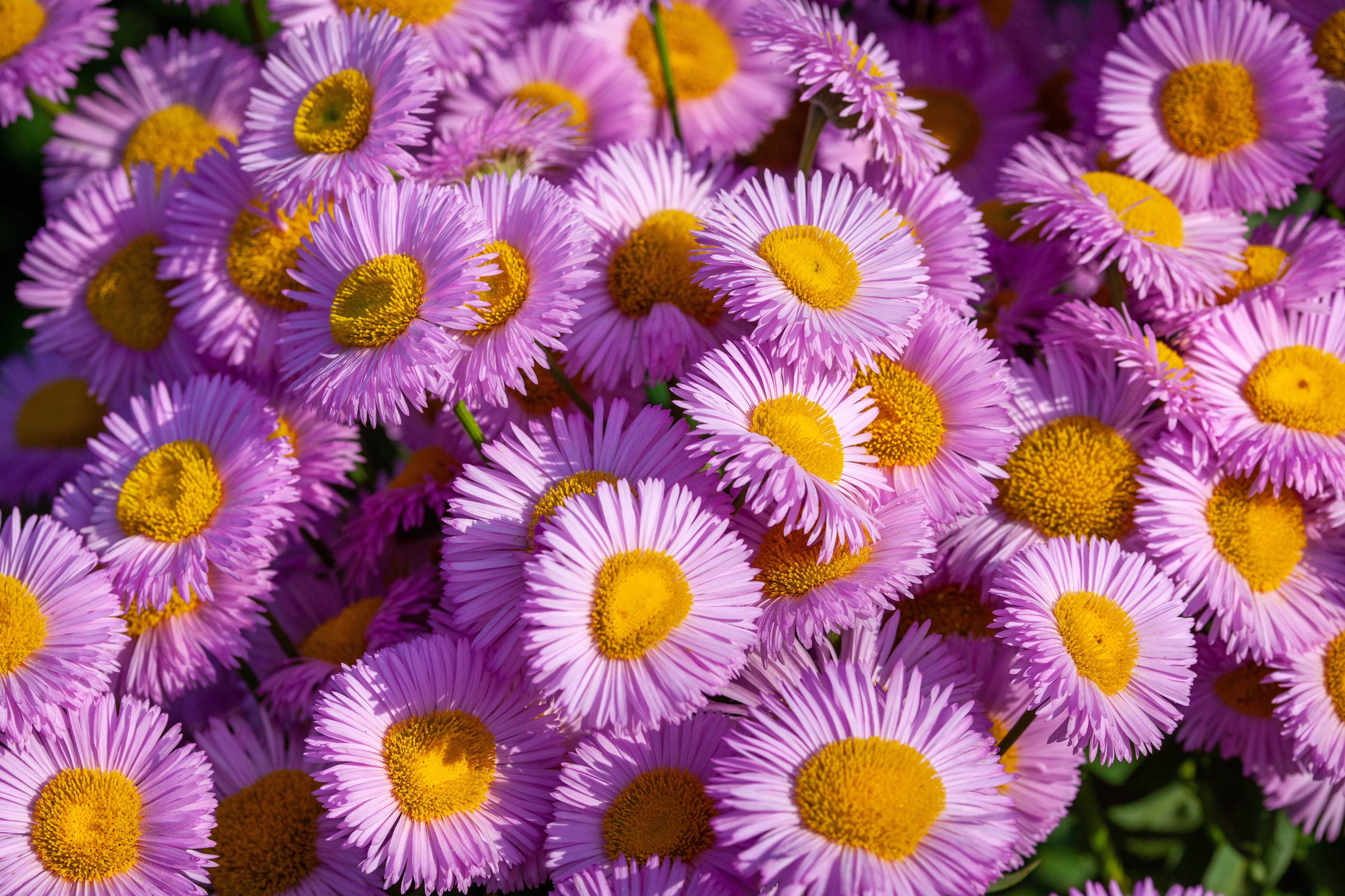 aster, floarea stelei