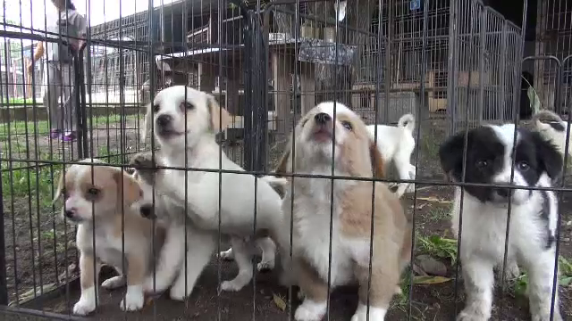 200 de câini maidanezi de la adăpostul din Piatra Neamţ au primit decizii de eutanasiere. Se fac eforturi pentru adopție