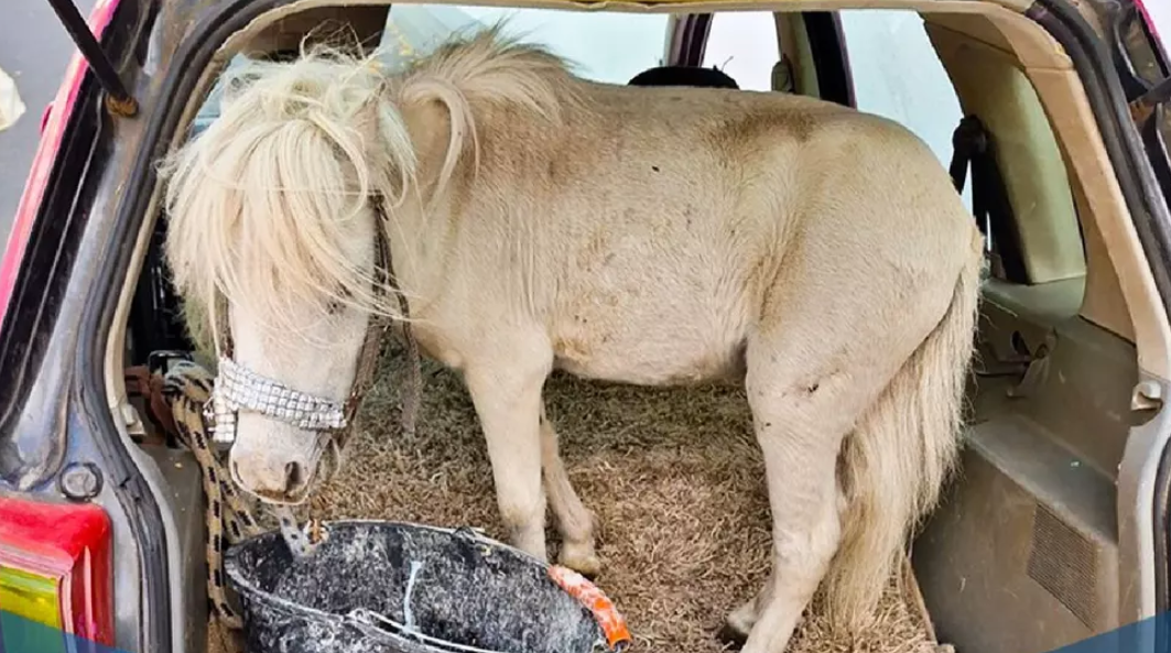 Amenda primită de o şoferiţă care transporta un ponei în portbagajul maşinii, în Germania. „A fost foarte nepăsătoare”