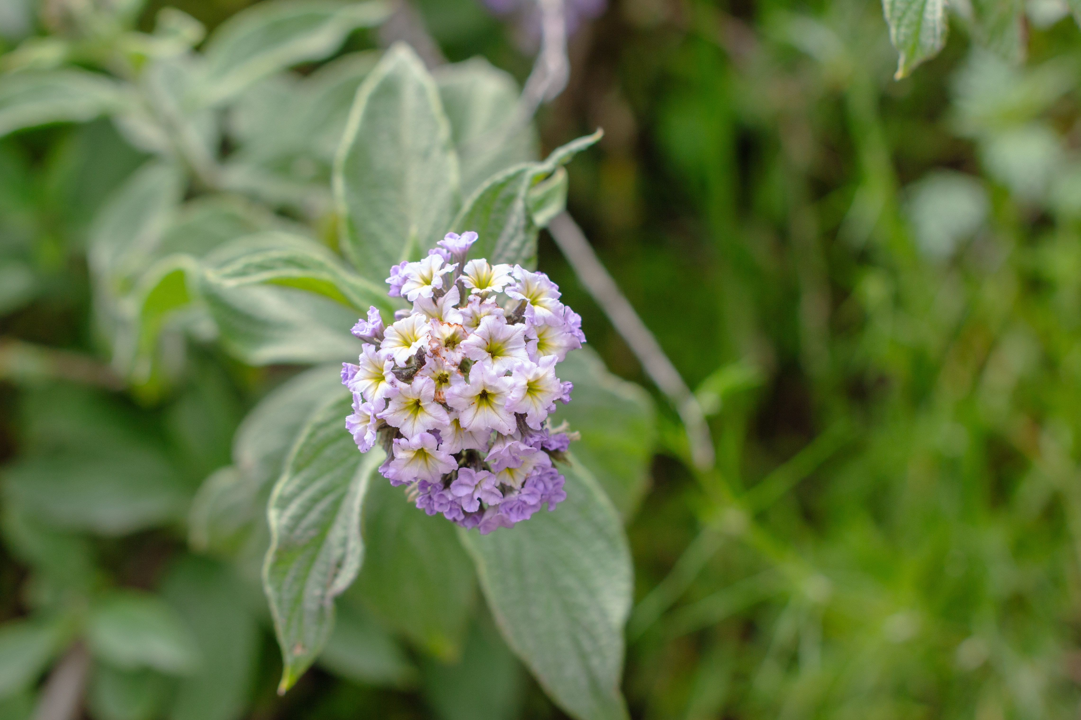 Heliotrop - Arbore de Vanilie. Ghid de cultivare pentru floarea cu parfum deosebit