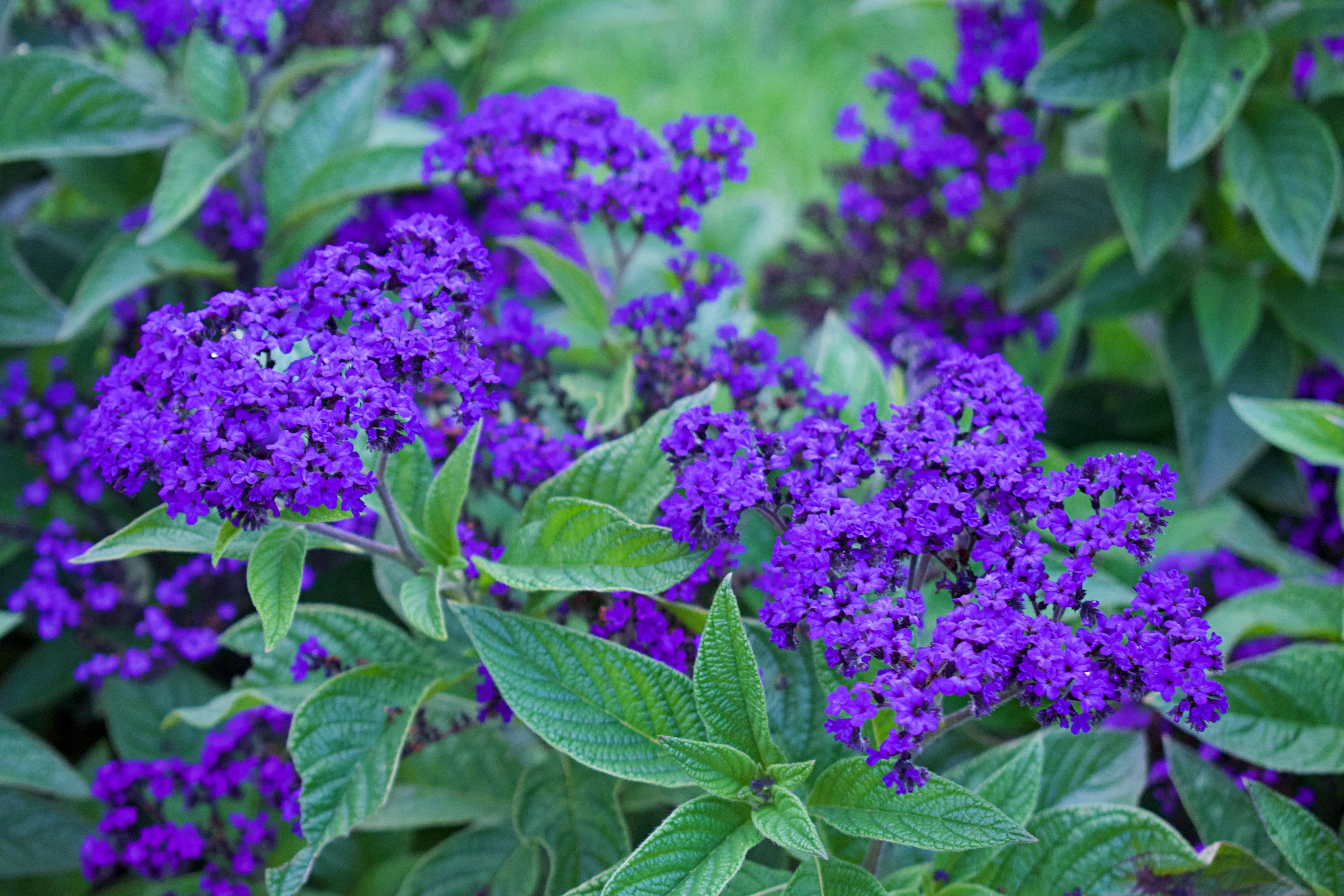 Heliotrop, Arbore de Vanilie