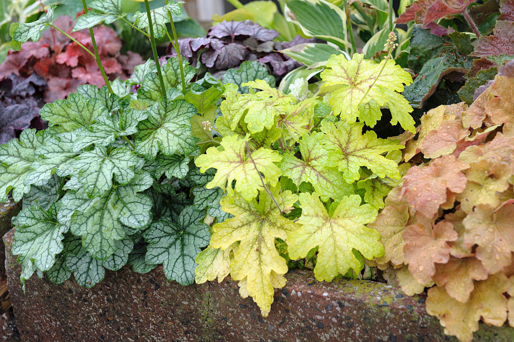 Clopoțelul Purpuriu (Heuchera) – ghid complet de plantare, îngrijire și soiuri populare