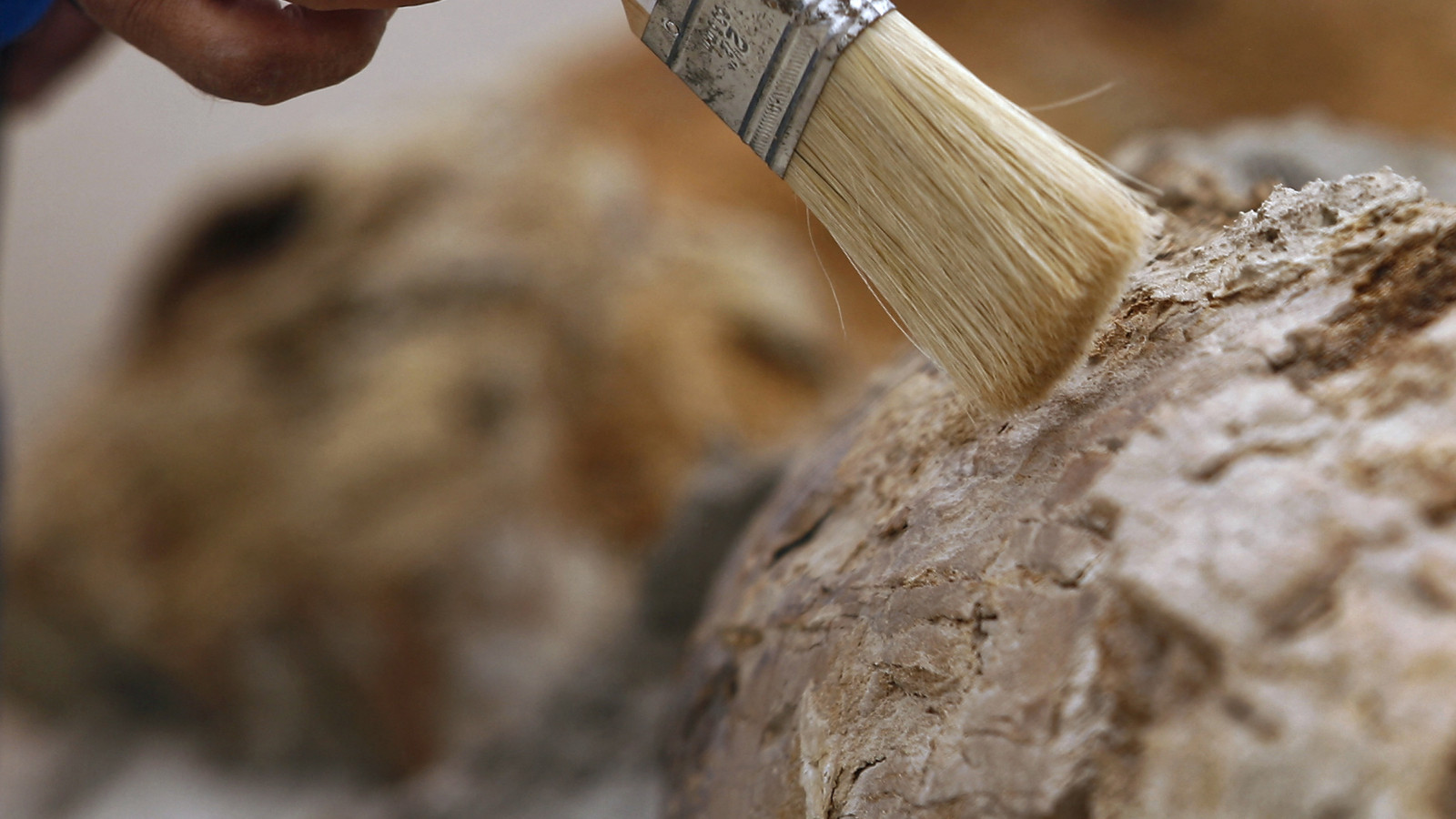 Scheletul unui delfin antic de 12 milioane de ani, găsit în deșertul din Peru. Fosila ar putea rescrie istoria regiunii