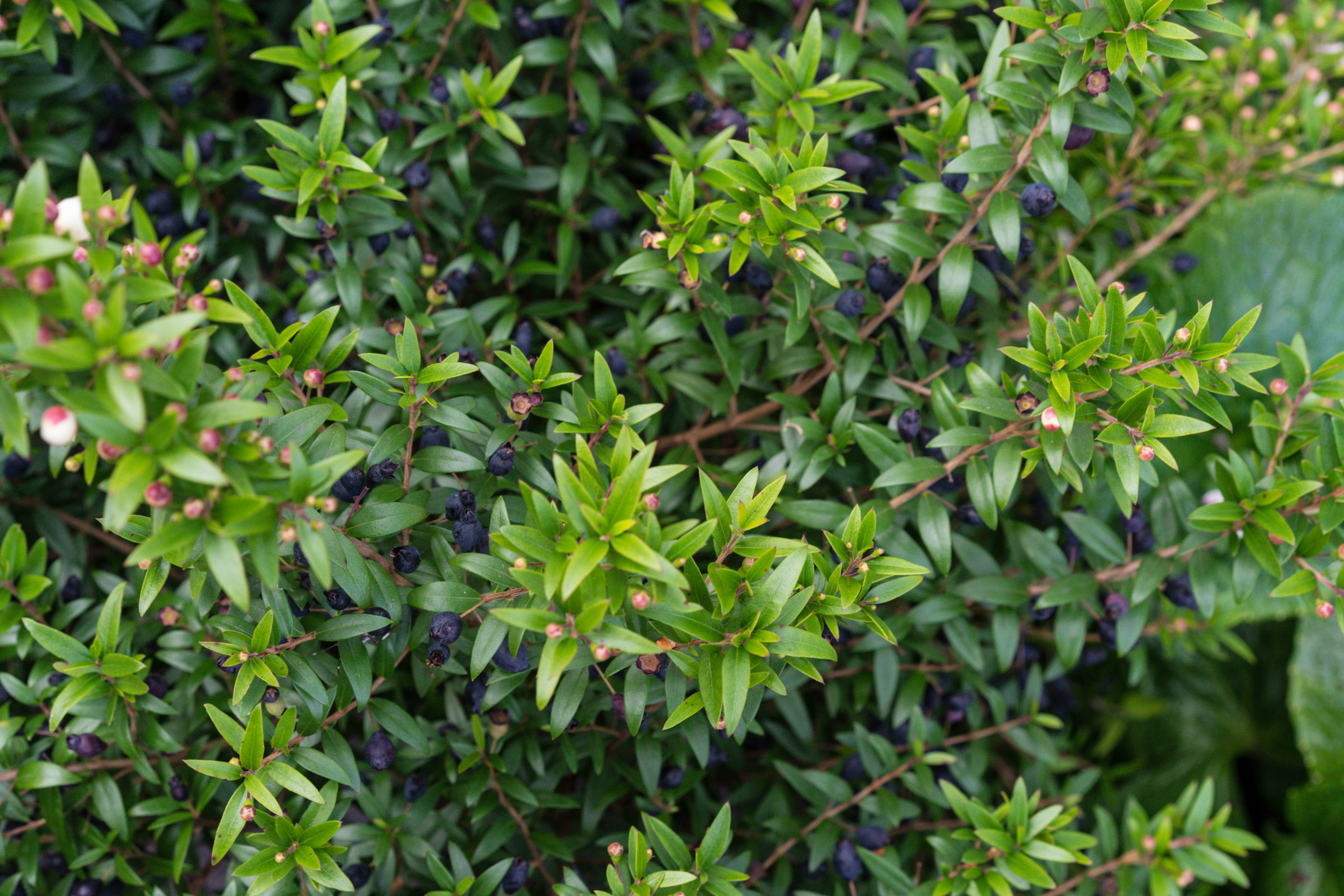 Mirt (Myrtus communis)