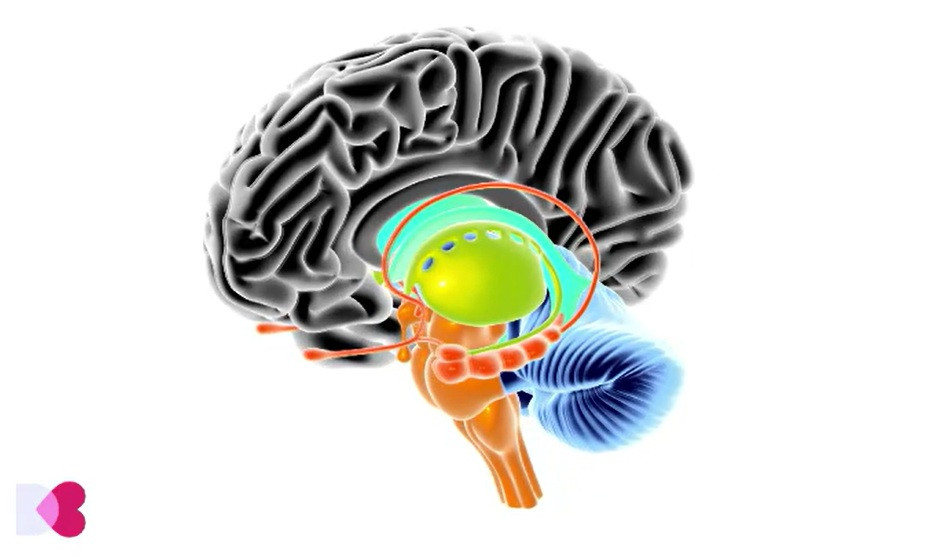 Cum se manifestă epilepsia de lob temporal. La început, simptomele pot fi confundate cu lipsa de vitamine