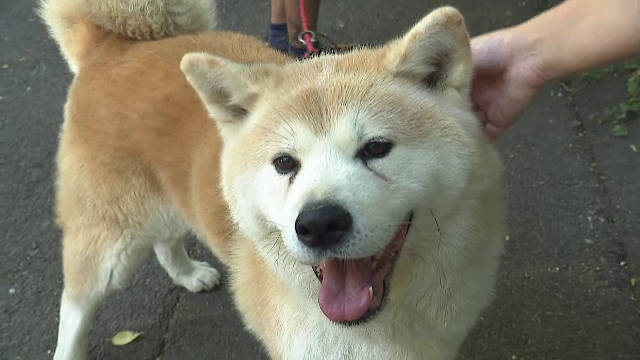 România, pe locul 3 în UE numărul de gospodării în care trăiește măcar un câine. Câți patrupezi sunt în București