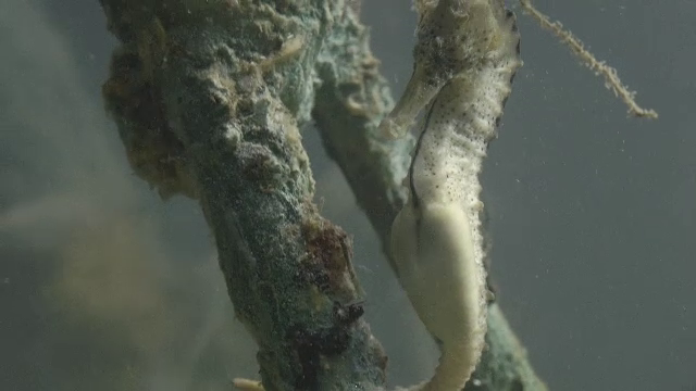 Căluții de mare, crabii și creveții revin în Marea Neagră. Câmpia subacvatică plantată acum 4 ani începe să dea roade