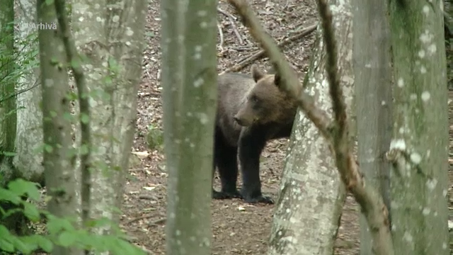 Un urs și-a făcut apariția la 10 km de Craiova. Localnicii primesc mesaje de avertizare
