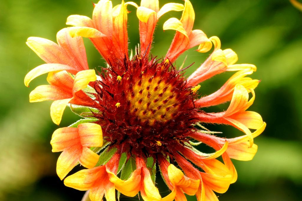 Gaillardia, Roata de Foc: Cum să creezi un decor spectaculos de toamnă