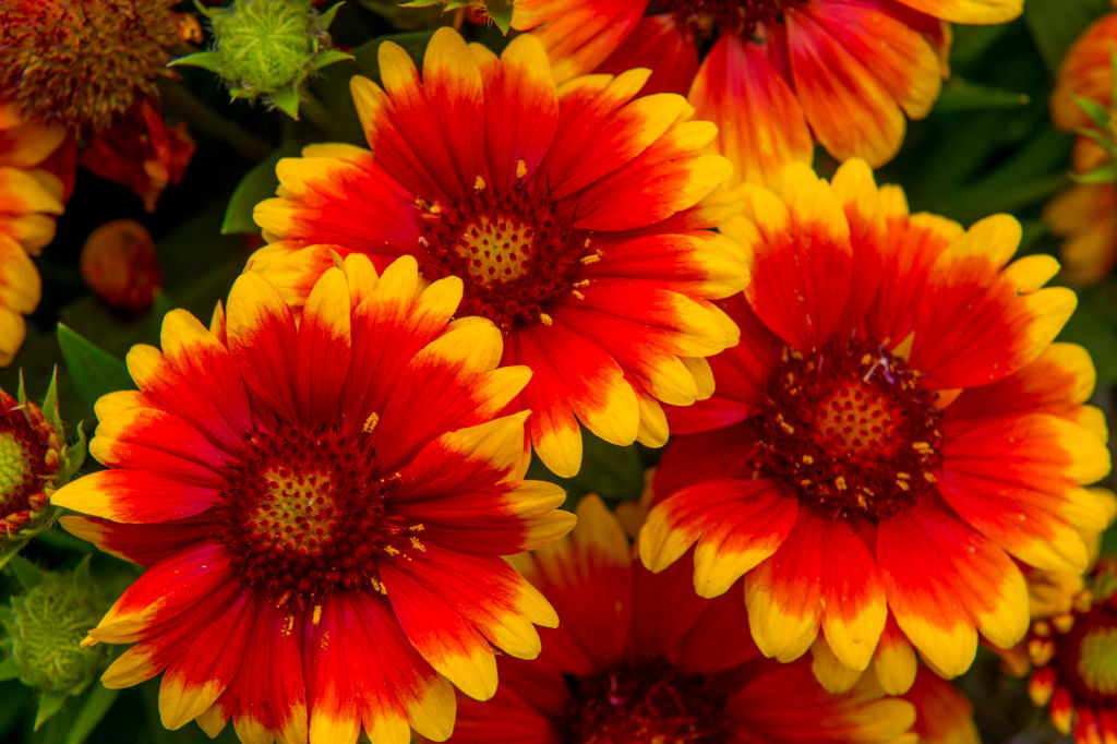 Gaillardia, Roata de Foc