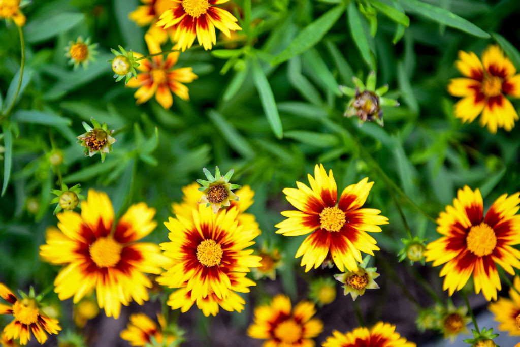 Coreopsis, Ochiul Fetei - cum să înflorească abundent toamna
