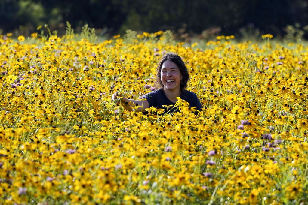 Coreopsis, Ochiul Fetei