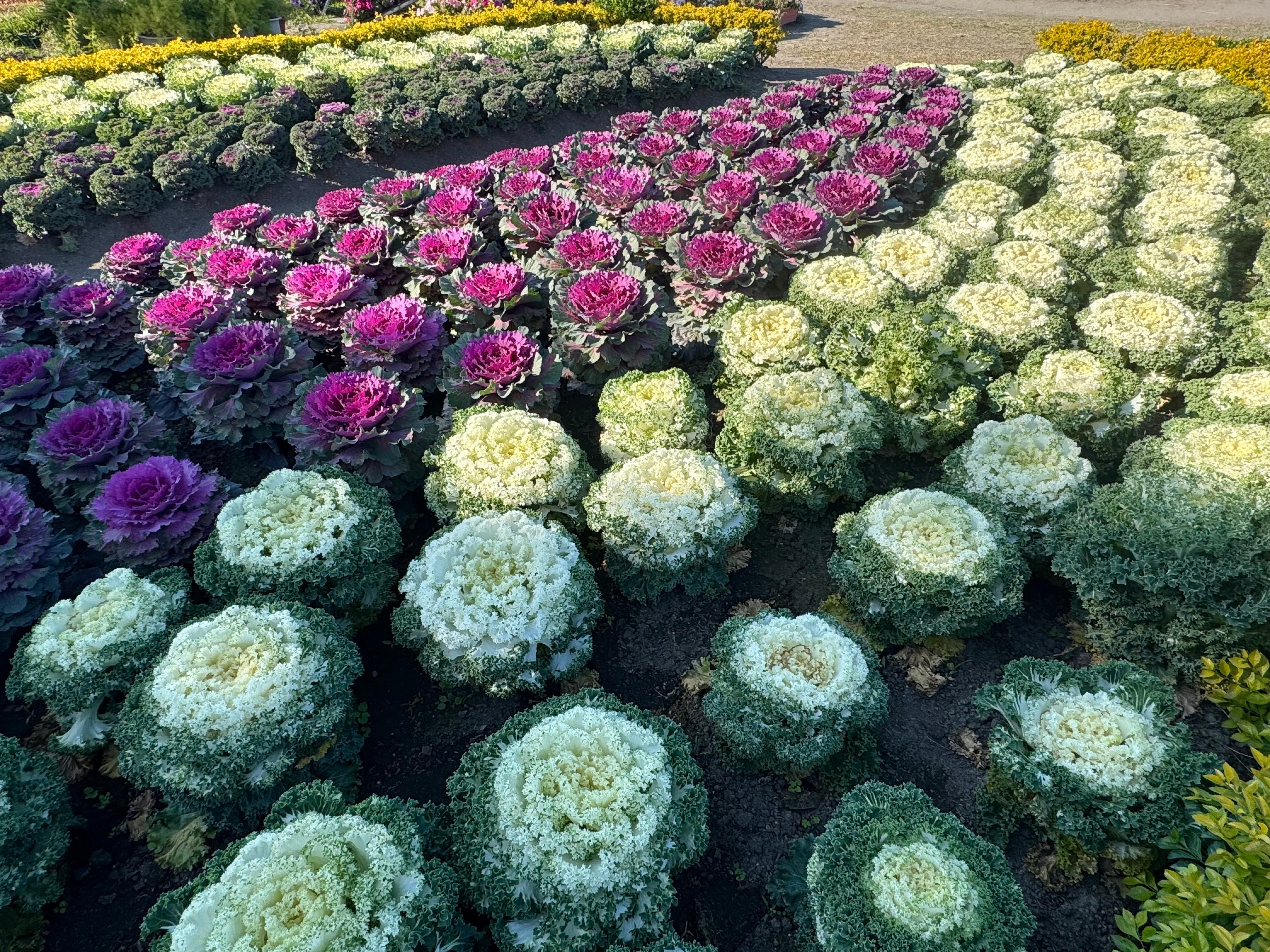 Brassica ornamentală: Varza decorativă care colorează grădina toamna