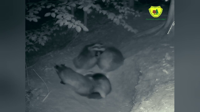 Familie de bursuci, surprinsă în momentele relaxante, la Ocolul Silvic Suceava