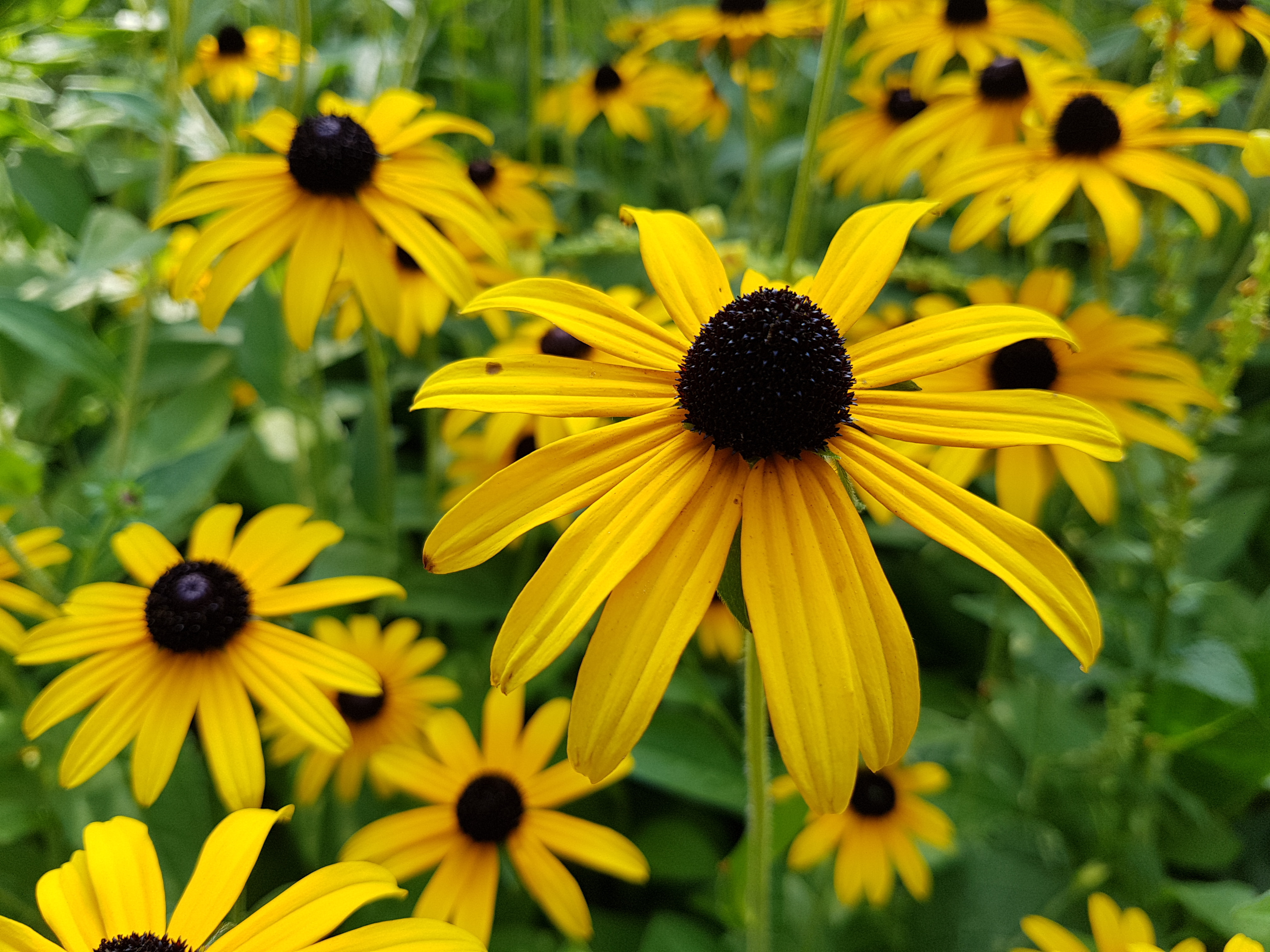 Rudbeckia, Bulgări de Soare: Cultivare și întreținere pentru grădini colorate