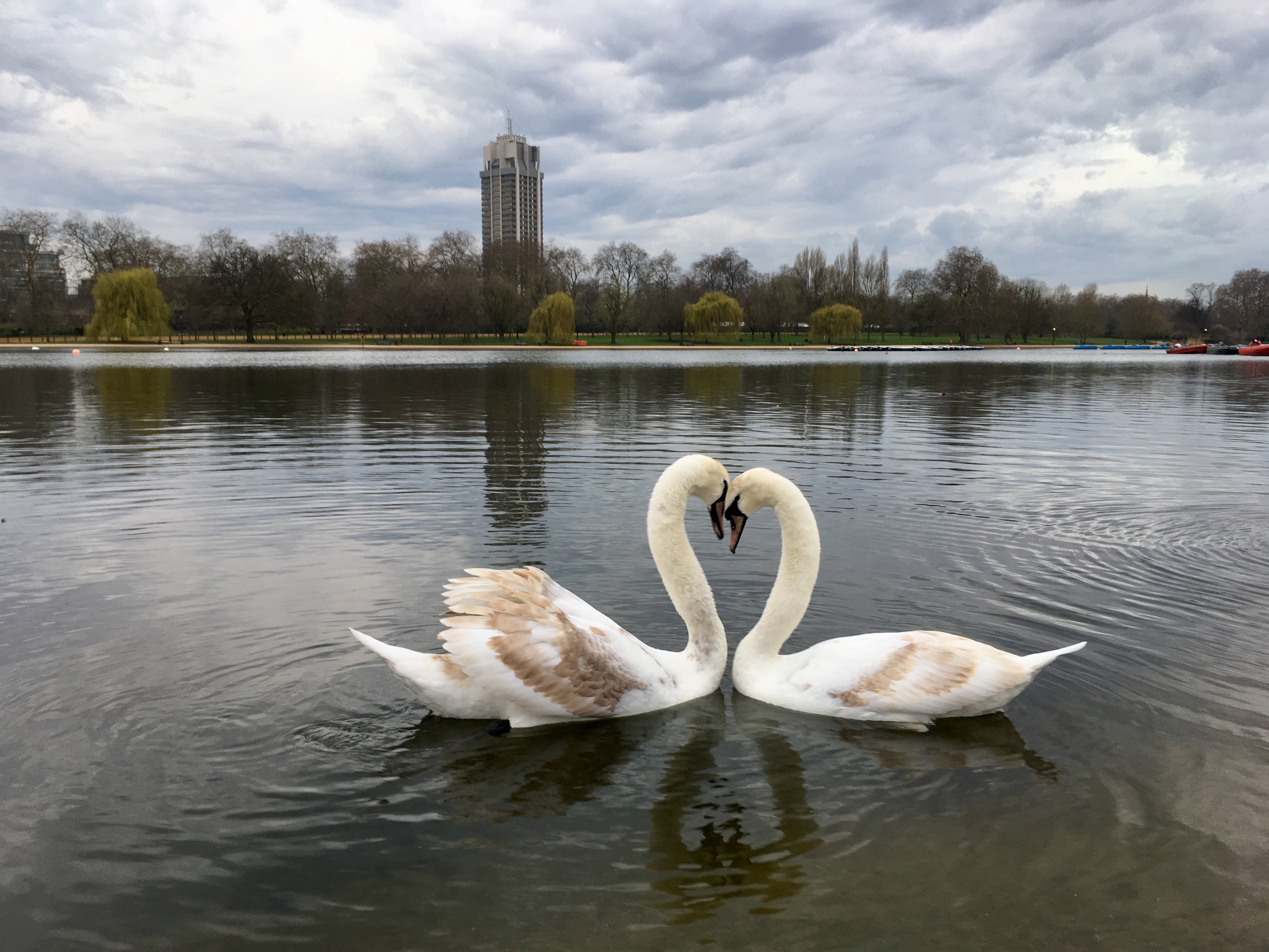 Nigel Farage îi acuză pe migranții legali est-europeni că mănâncă lebedele din Londra
