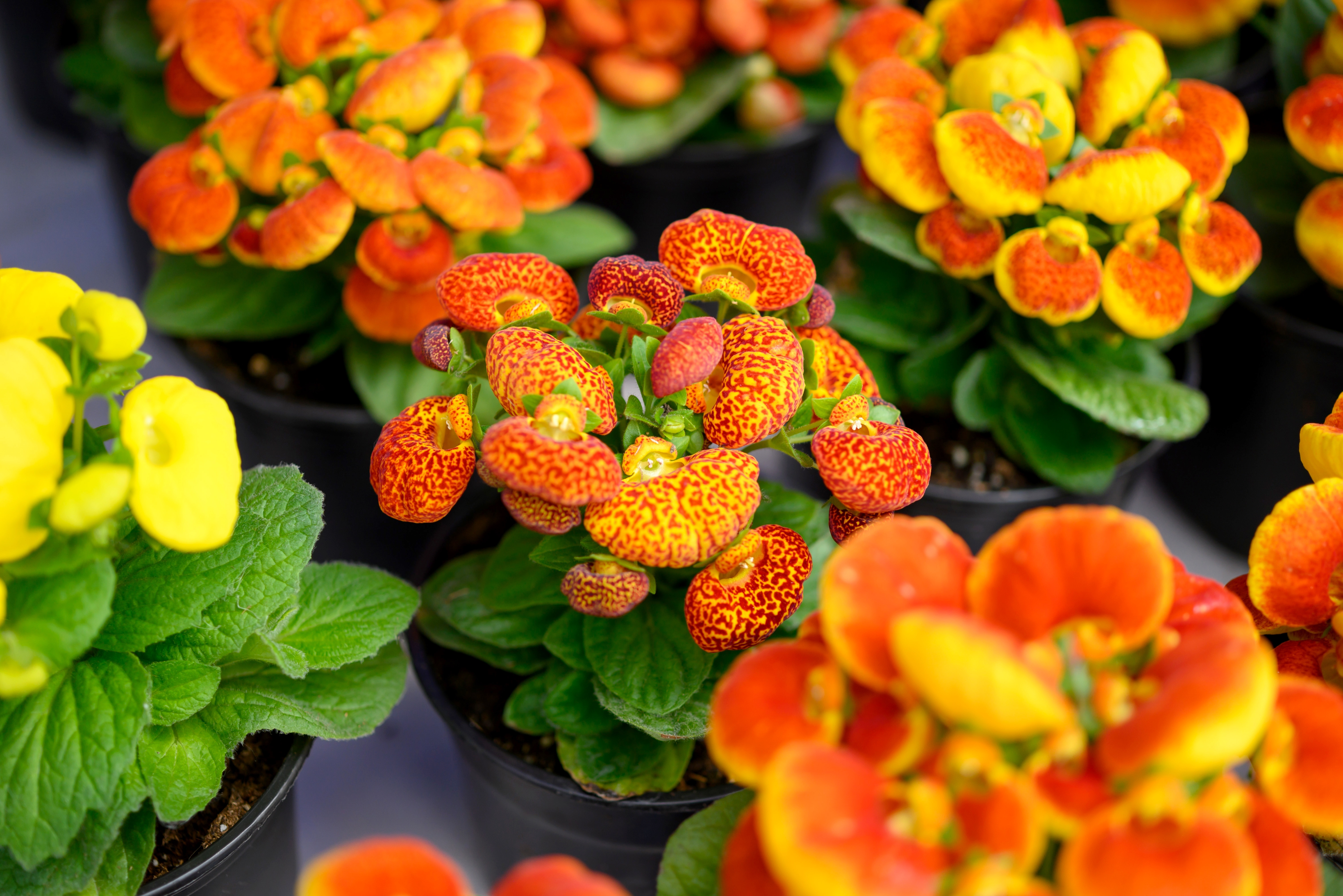 Calceolaria, Condurul Doamnei – flori spectaculoase pentru grădina sau balconul tău