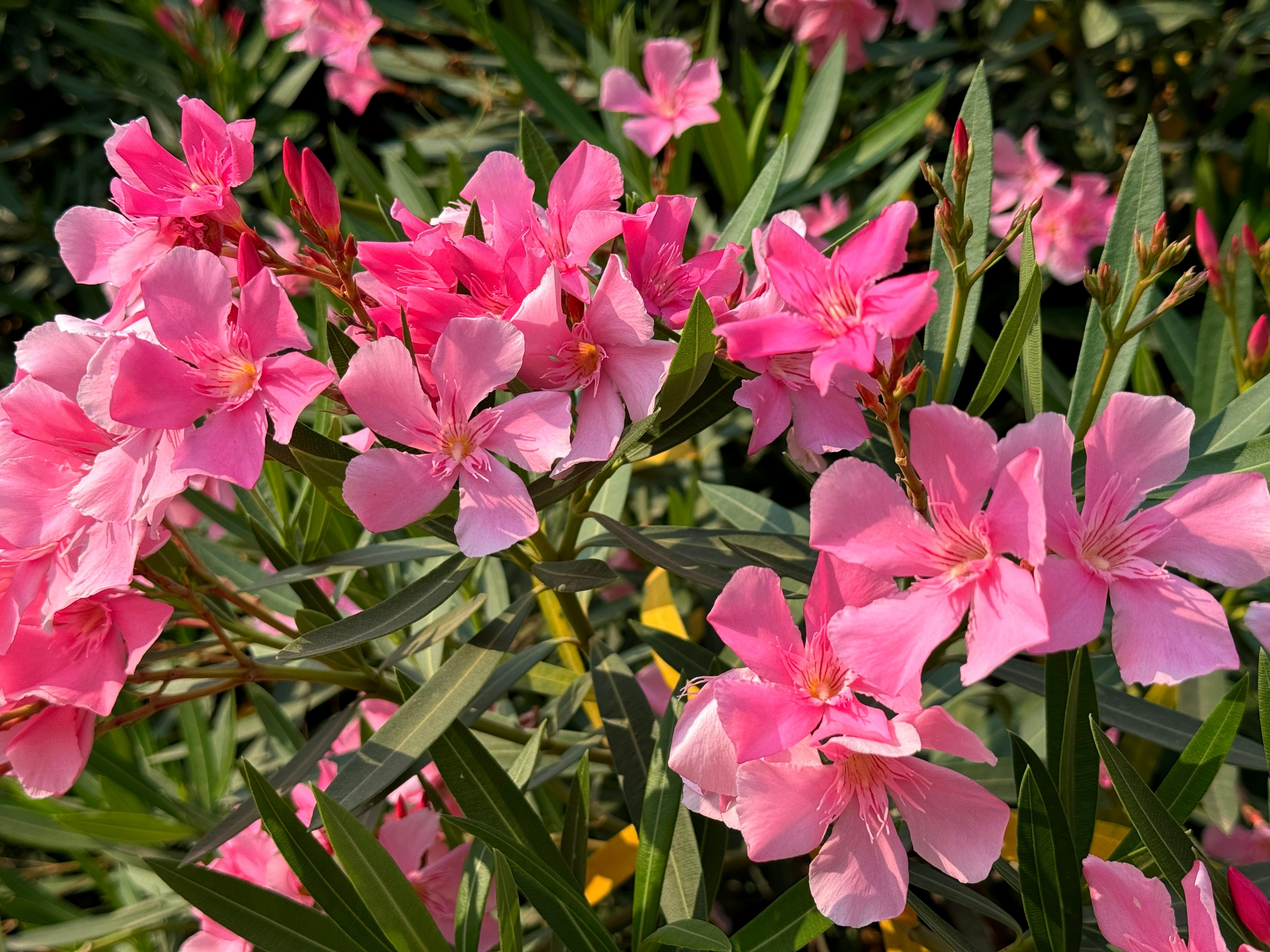 Leandru – secrete pentru flori abundente în fiecare sezon