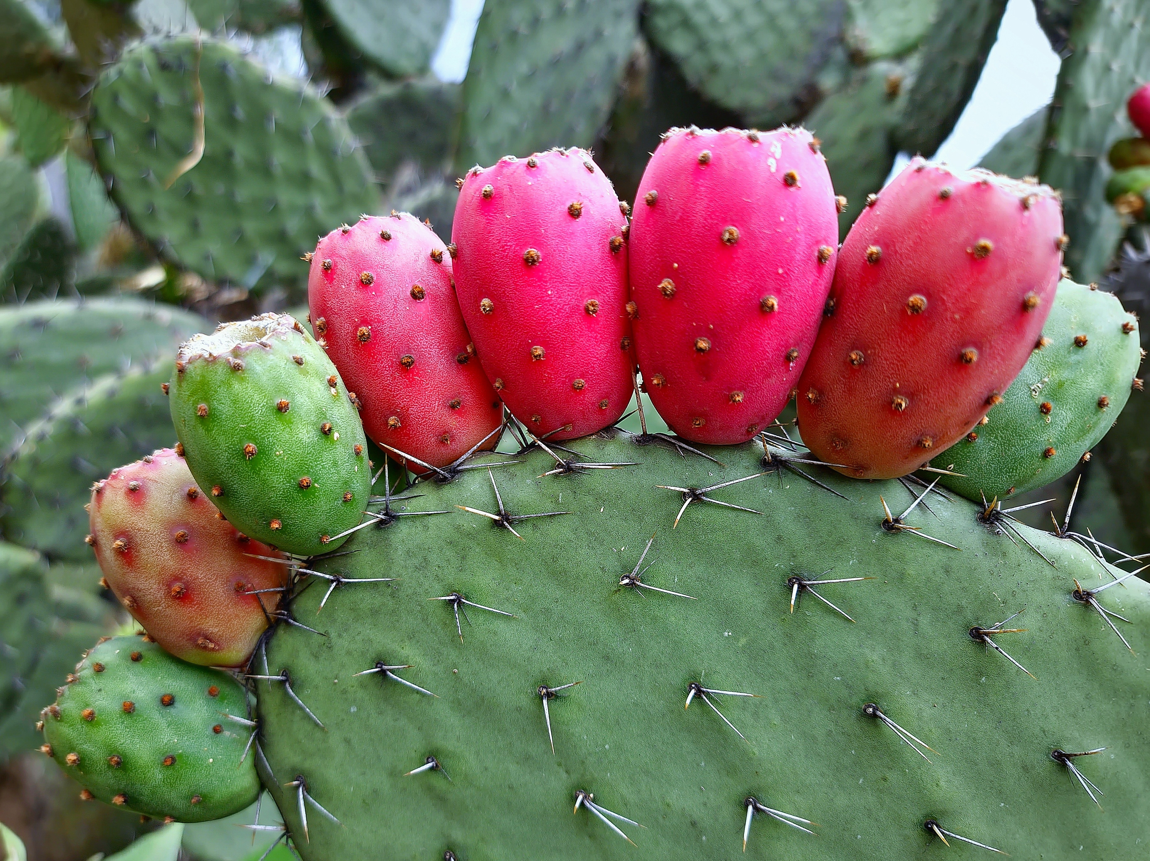 Fructul de cactus, superalimentul exotic care îți întărește imunitatea. Beneficii, valori nutritive și cum se consumă corect