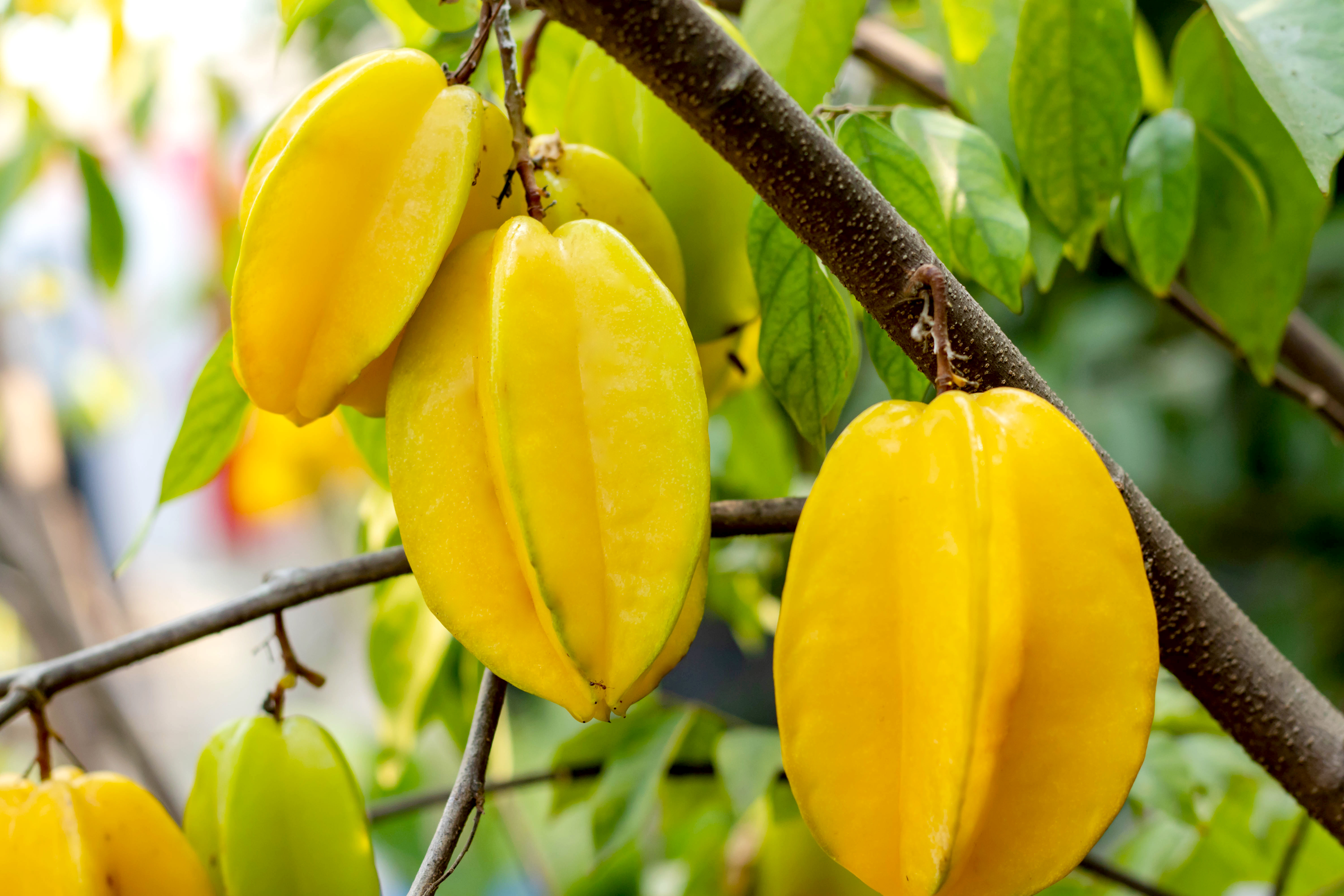 Carambola
