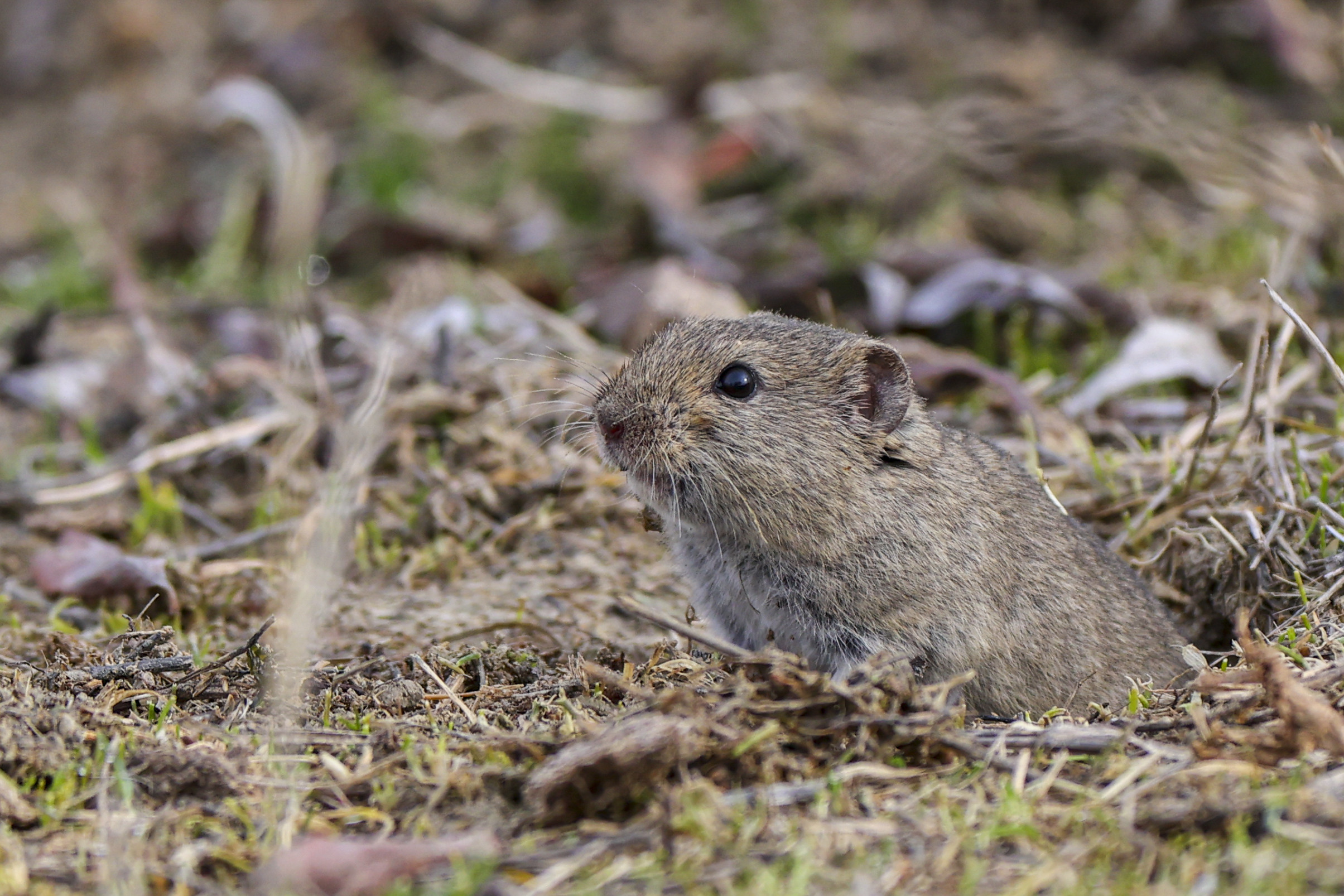 Descoperire rară făcută de oamenii de știință în Peru: Șoarecele cu coadă de puf și nume de prințesă