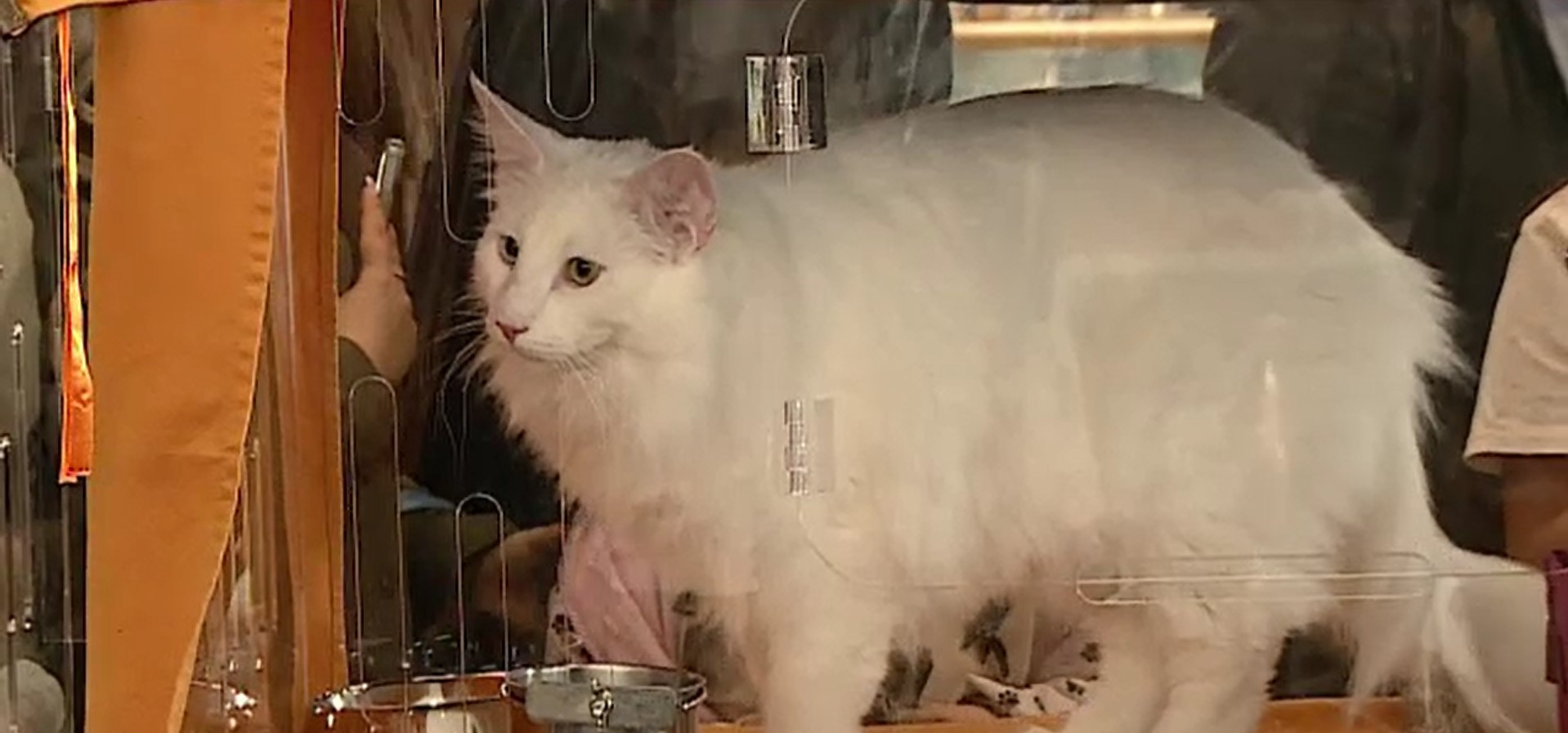 Parada pisicilor de rasă, la Craiova. Iubitorii de feline au putut admira cele mai spectaculoase exemplare