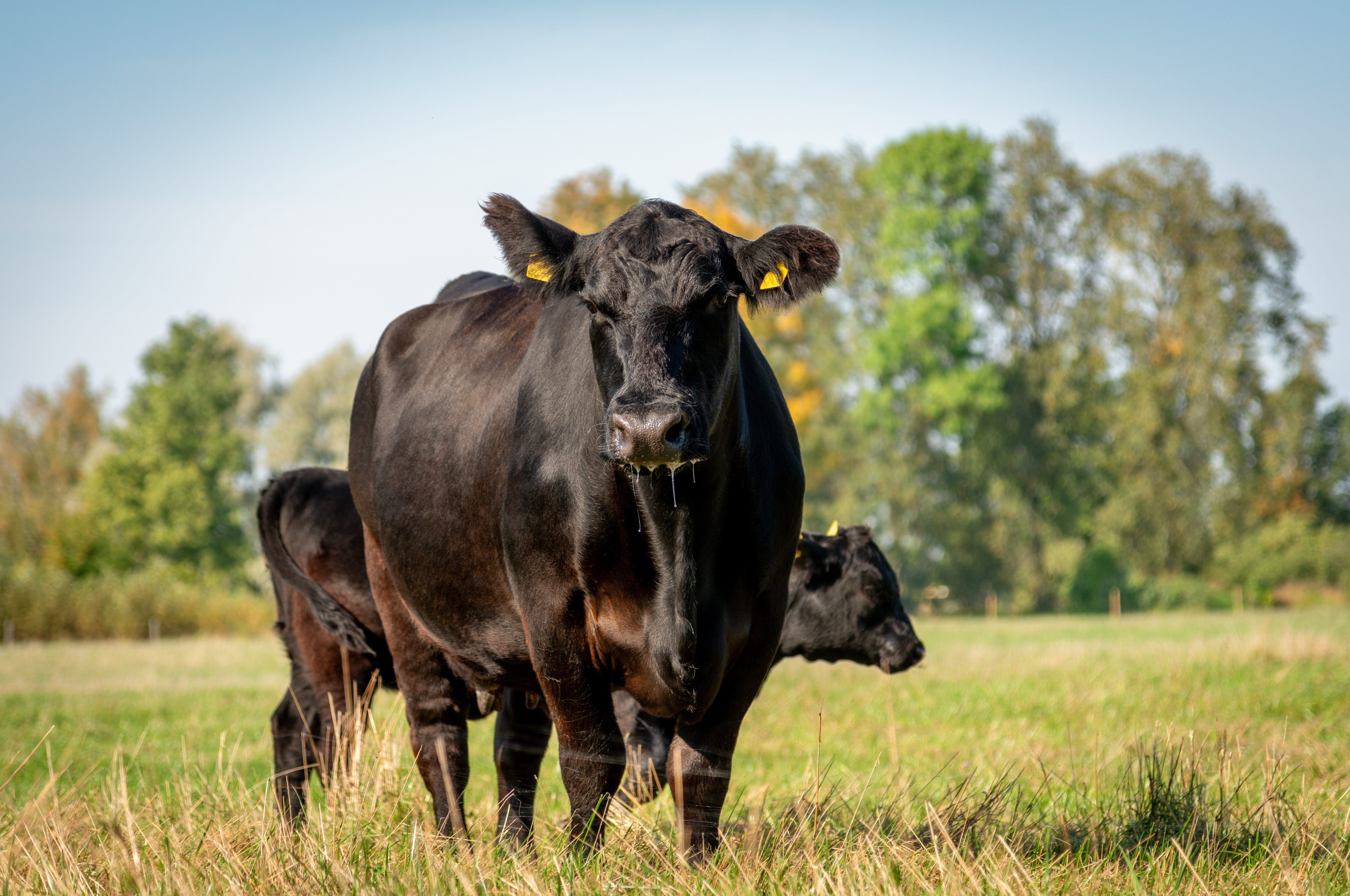 Zeci de vaci Black Angus, furate de pe un câmp din Neamț. Prețul unui astfel de exemplar este uriaș