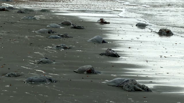 Meduzele albastre au pus stăpânire pe litoralul românesc. Cum explică cercetătorii fenomenul