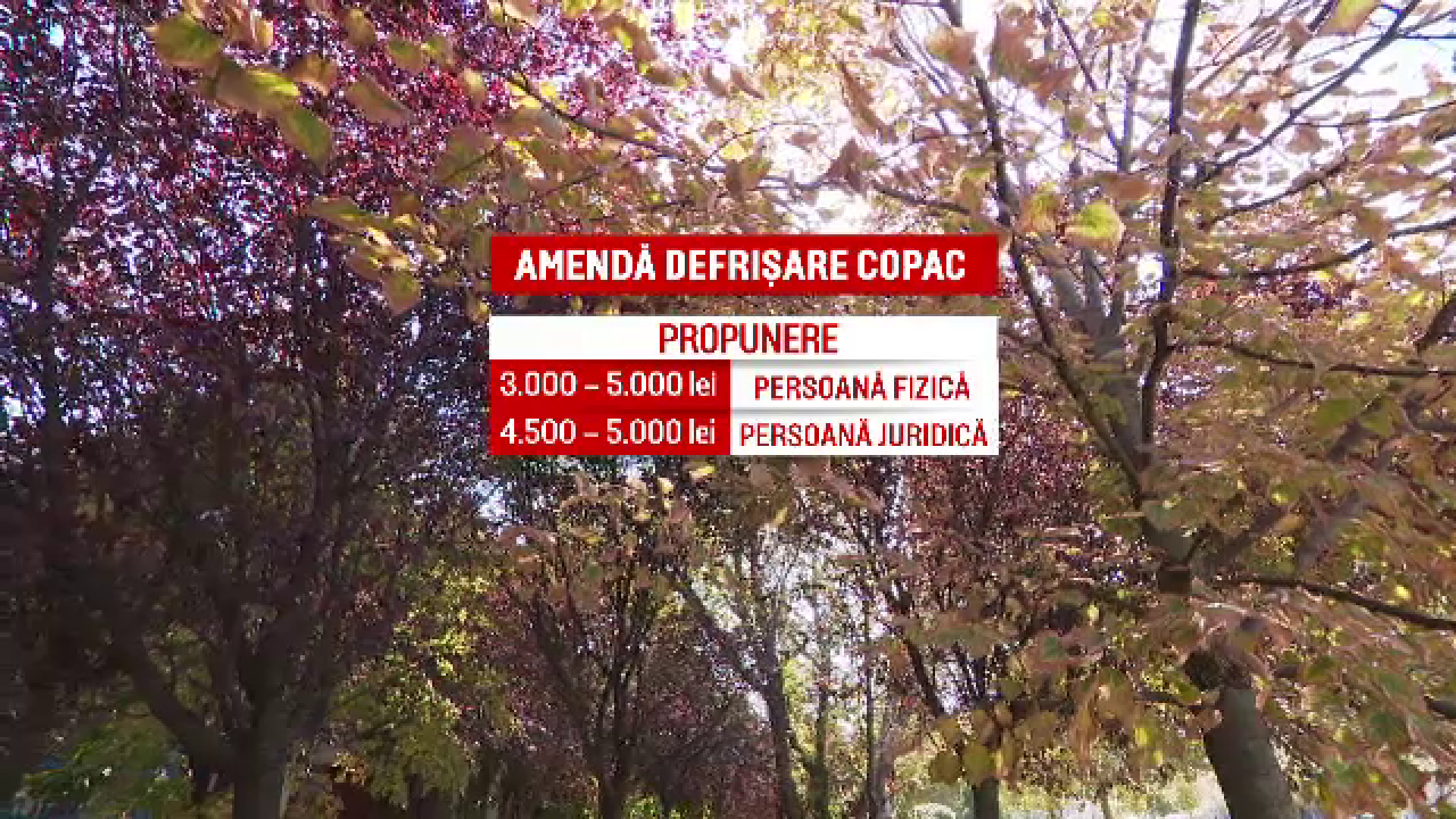 Sancțiuni mai dure pentru tăierile ilegale de arbori, în București. Cei prinși riscă amenzi de până la 5.000 de lei