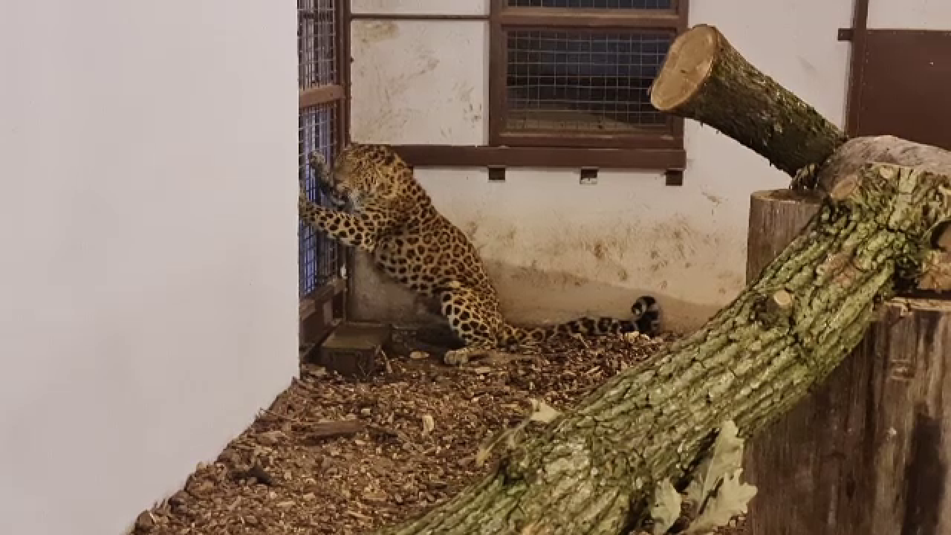 Un animal pe cale de dispariție a fost adus la grădina zoologică din Târgu Mureș. Mai sunt 300 de exemplare în toată lumea