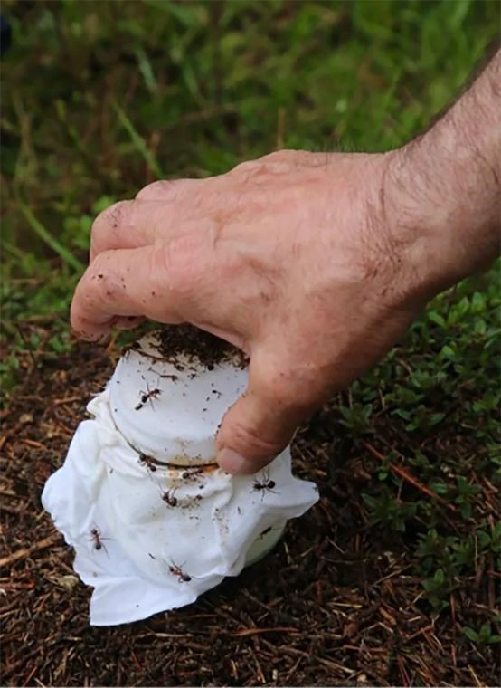 Oamenii de știință au folosit furnici pentru a face iaurt. Clienții unui restaurant l-au mâncat