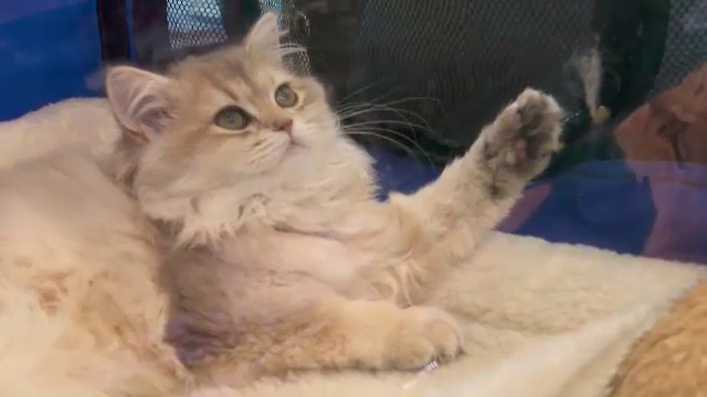 Expoziție internațională de pisici, la Iași. Sute de feline din 21 de rase și-au etalat frumusețea