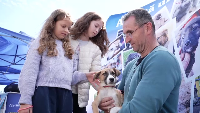 Orașul din România în care rata adopțiilor de animale a crescut spectaculos. În alte zone e exact pe dos